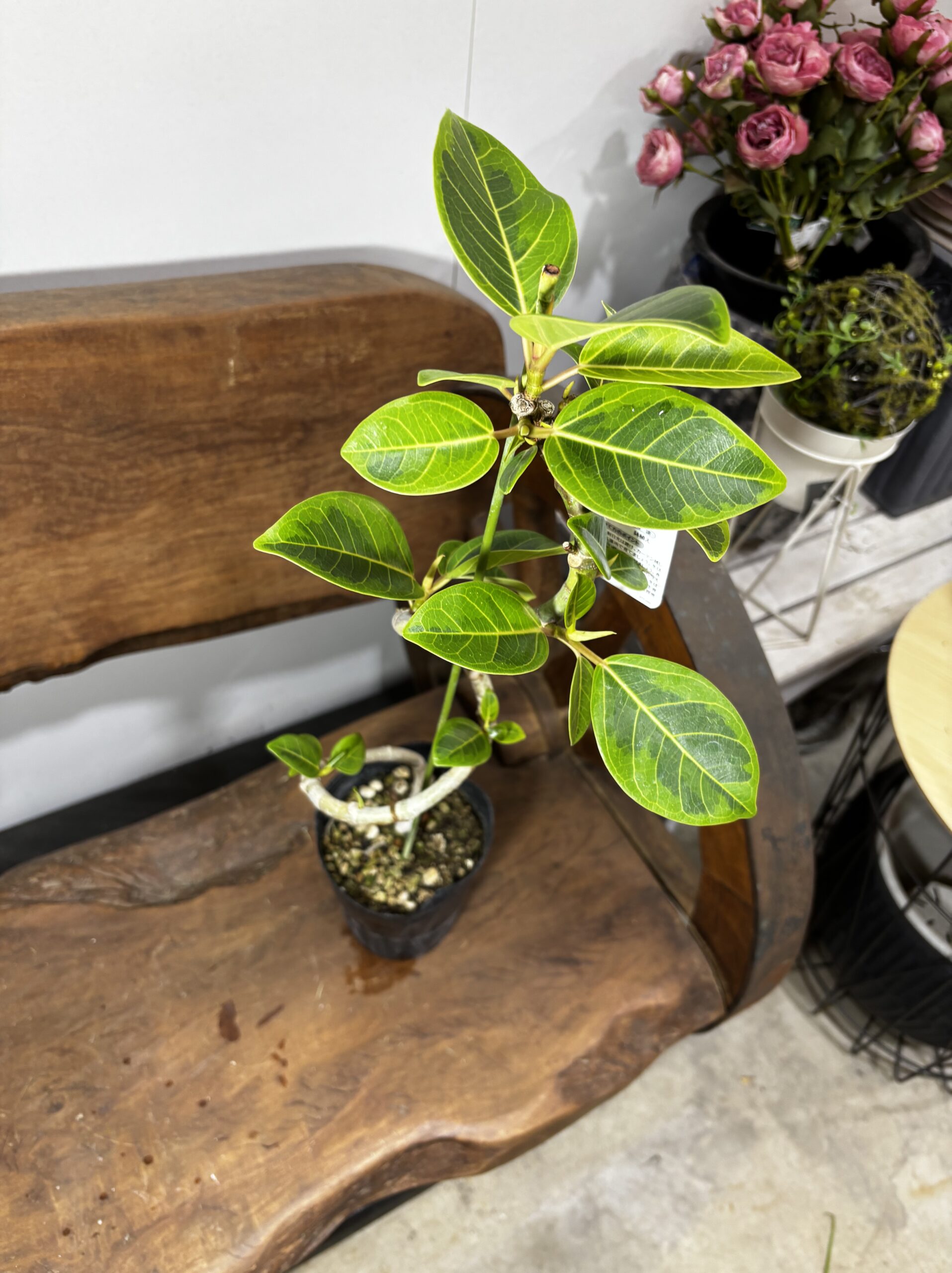 フィカス　ミックス　4号　曲がり - 画像 (16)