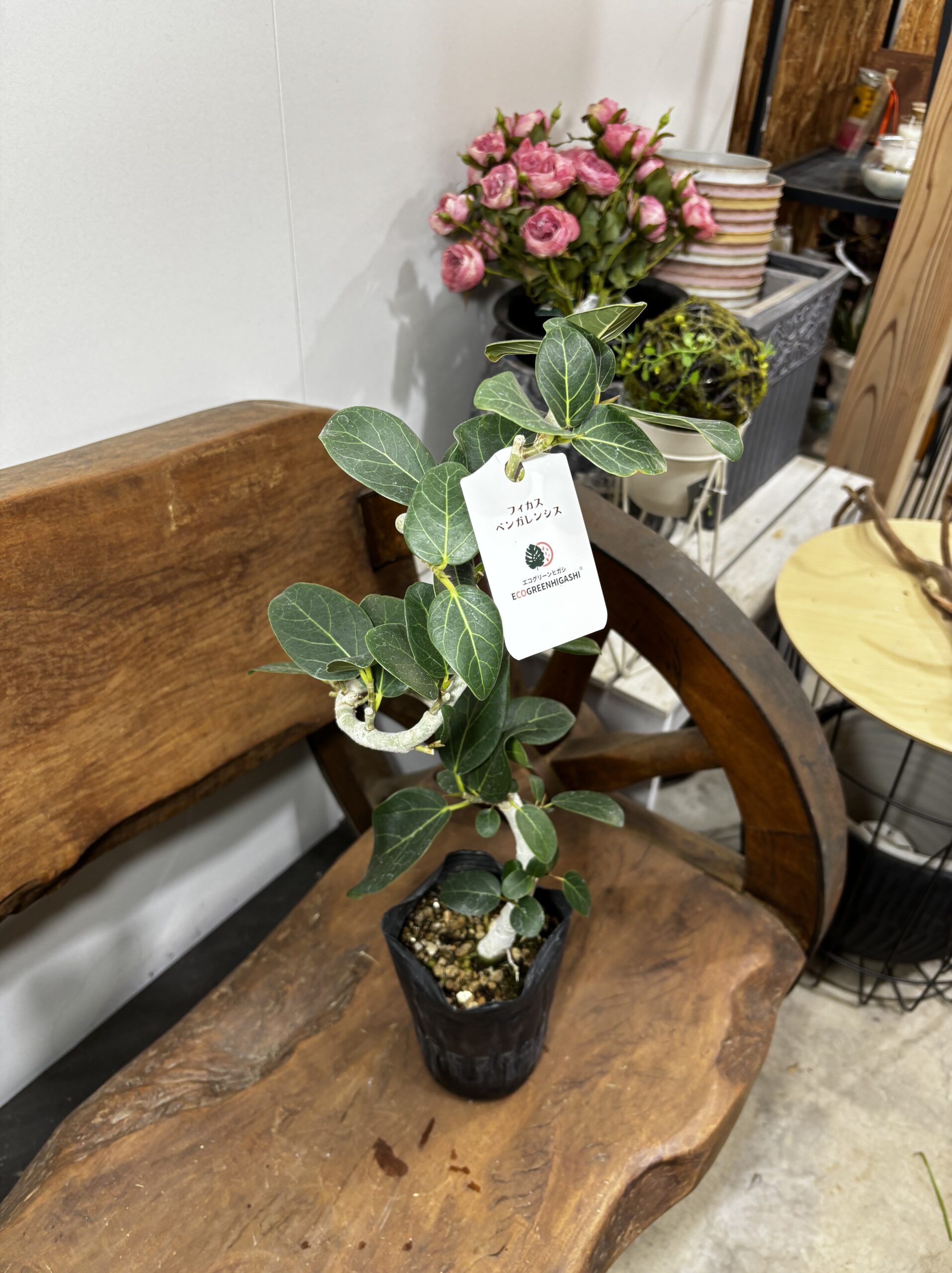 フィカス　ミックス　4号　曲がり - 画像 (13)