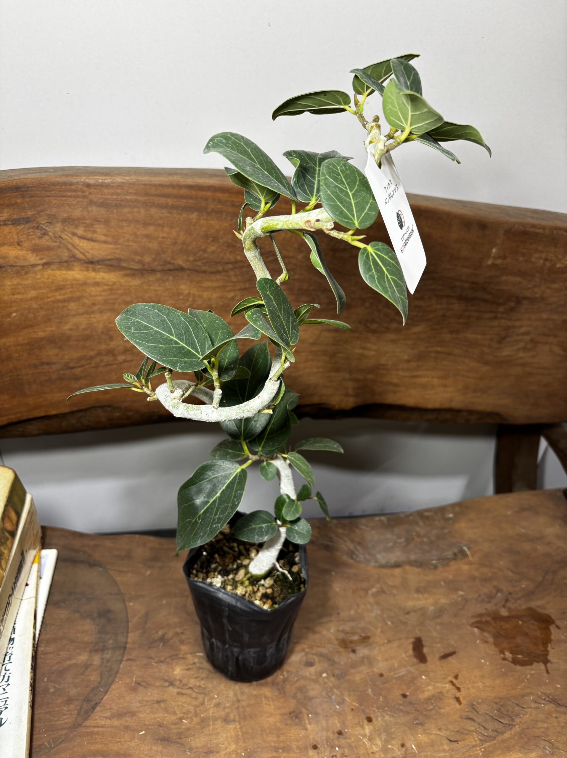 フィカス　ミックス　4号　曲がり - 画像 (12)