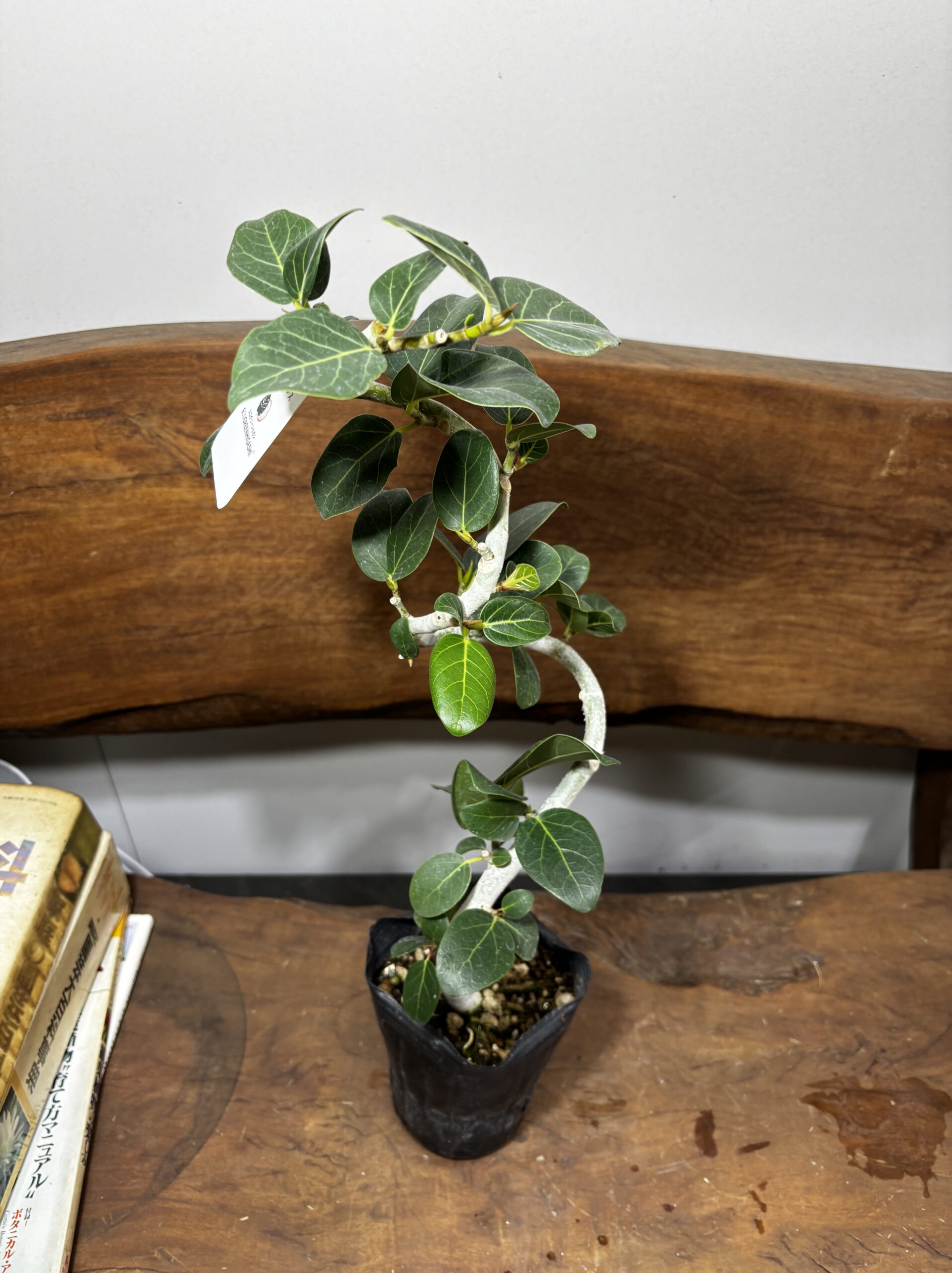 フィカス　ミックス　4号　曲がり - 画像 (14)