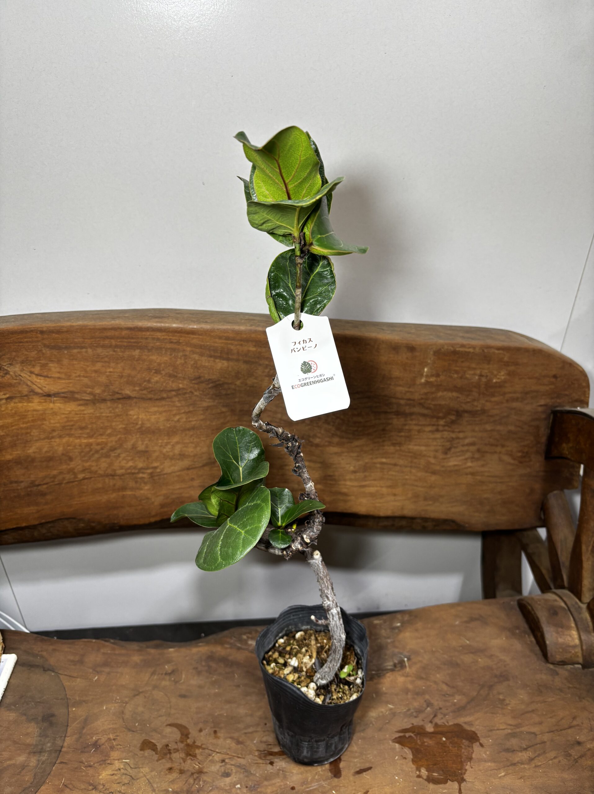 フィカス　ミックス　4号　曲がり - 画像 (9)