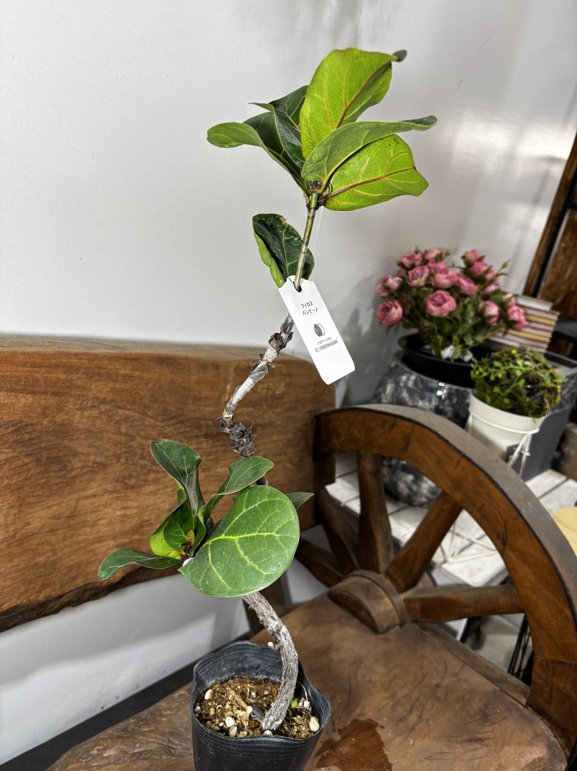 フィカス　ミックス　4号　曲がり - 画像 (10)