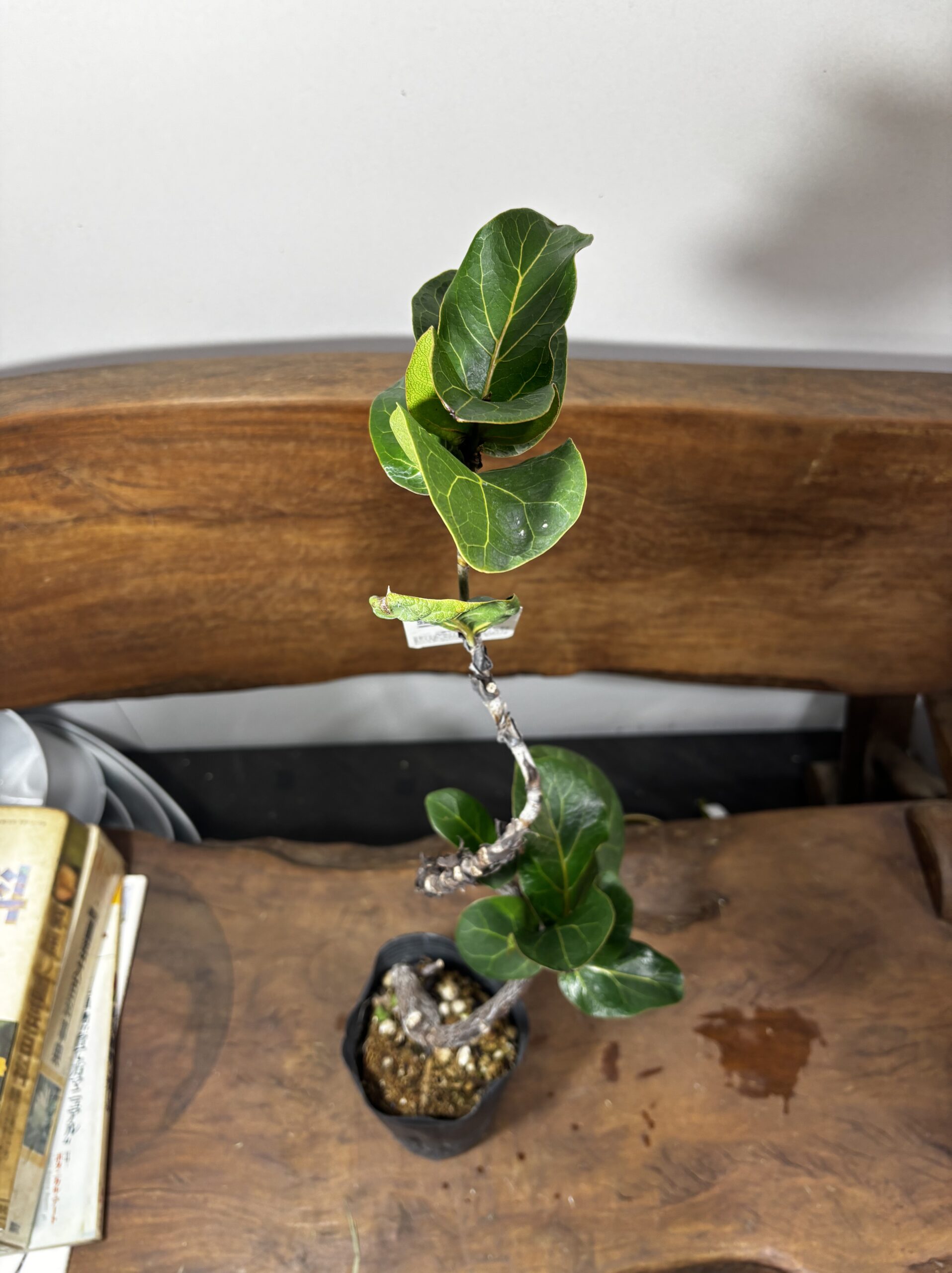 フィカス　ミックス　4号　曲がり - 画像 (11)