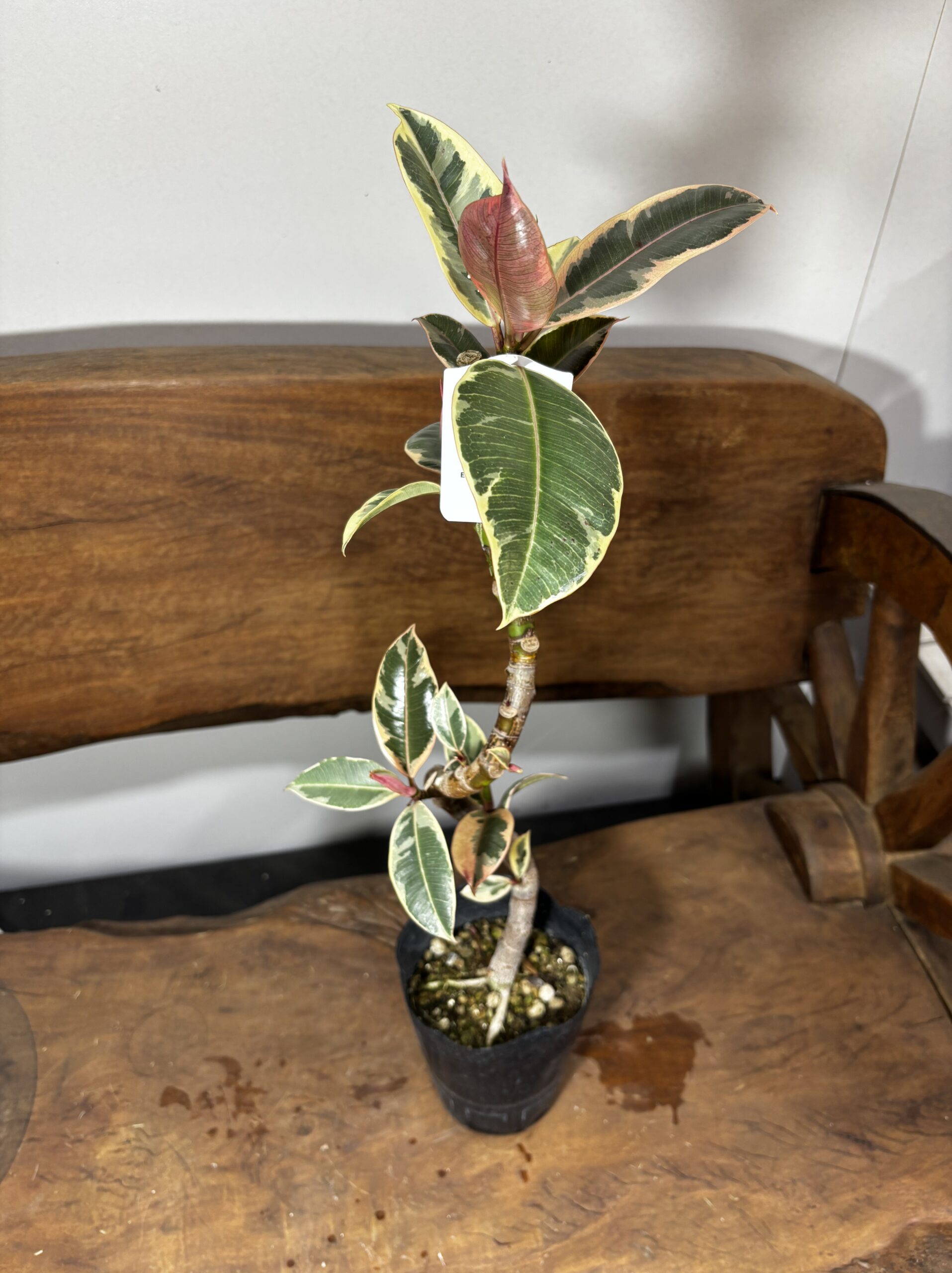 フィカス　ミックス　4号　曲がり - 画像 (8)