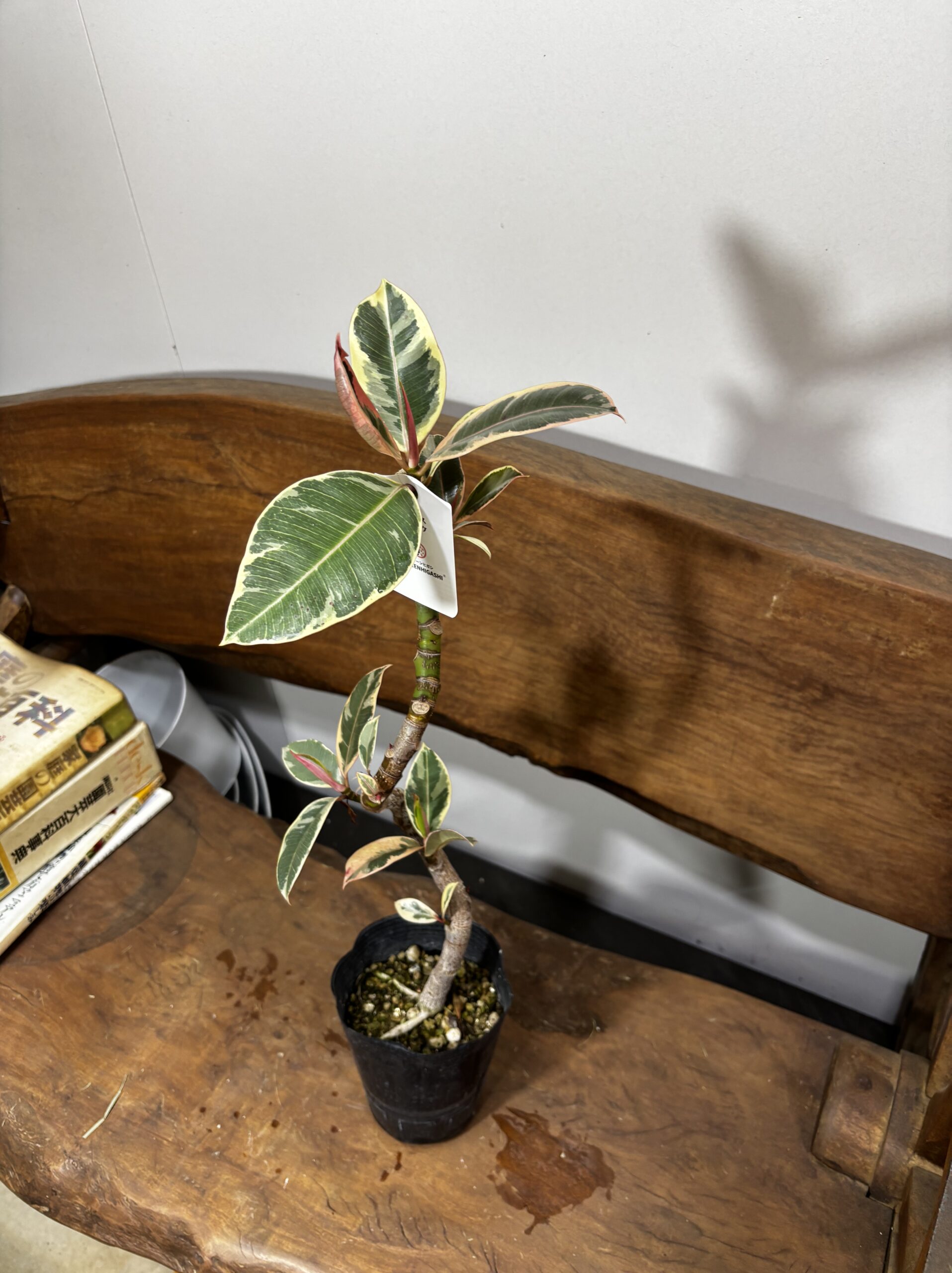 フィカス　ミックス　4号　曲がり - 画像 (6)