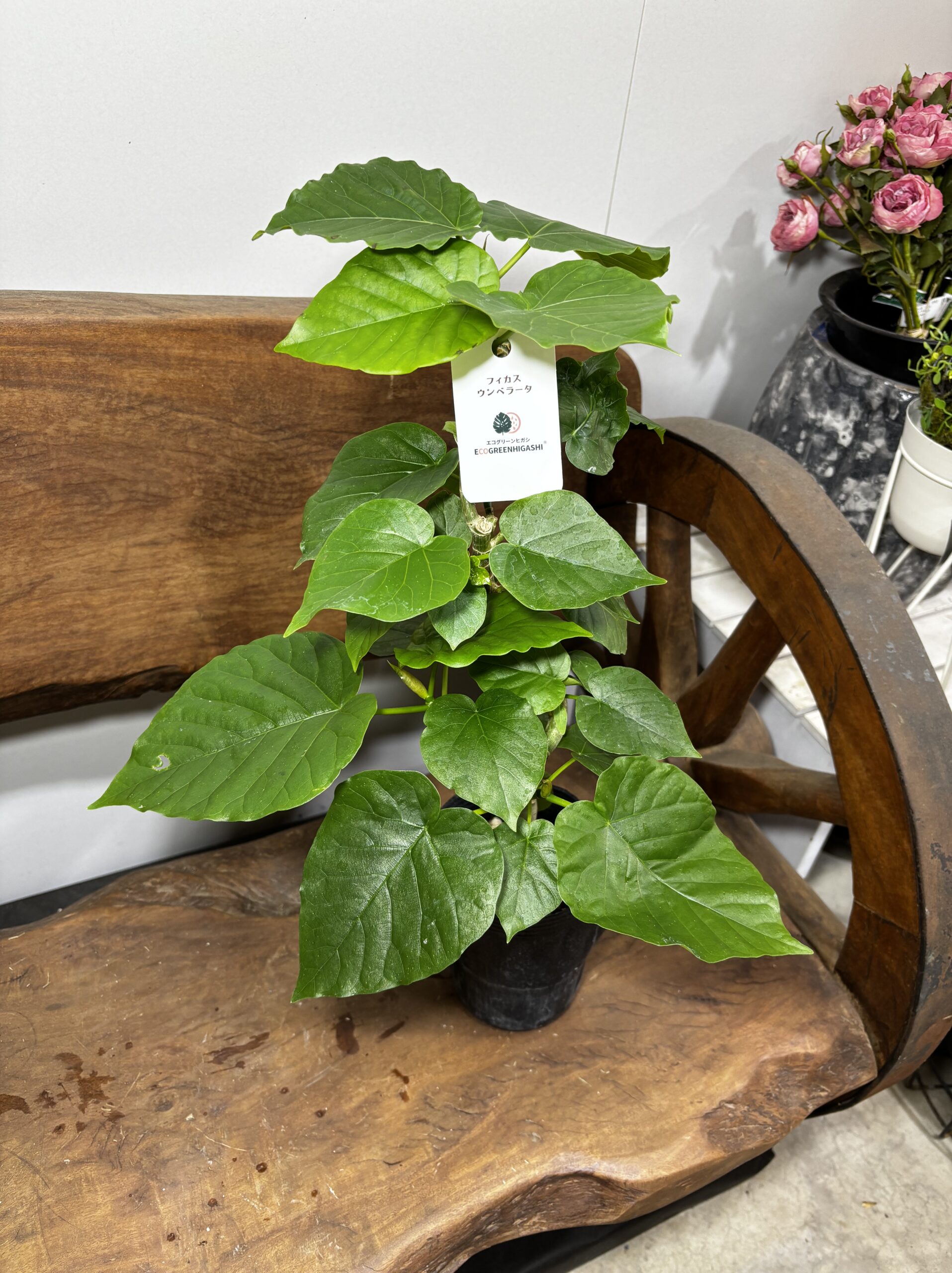 フィカス　ミックス　4号　曲がり