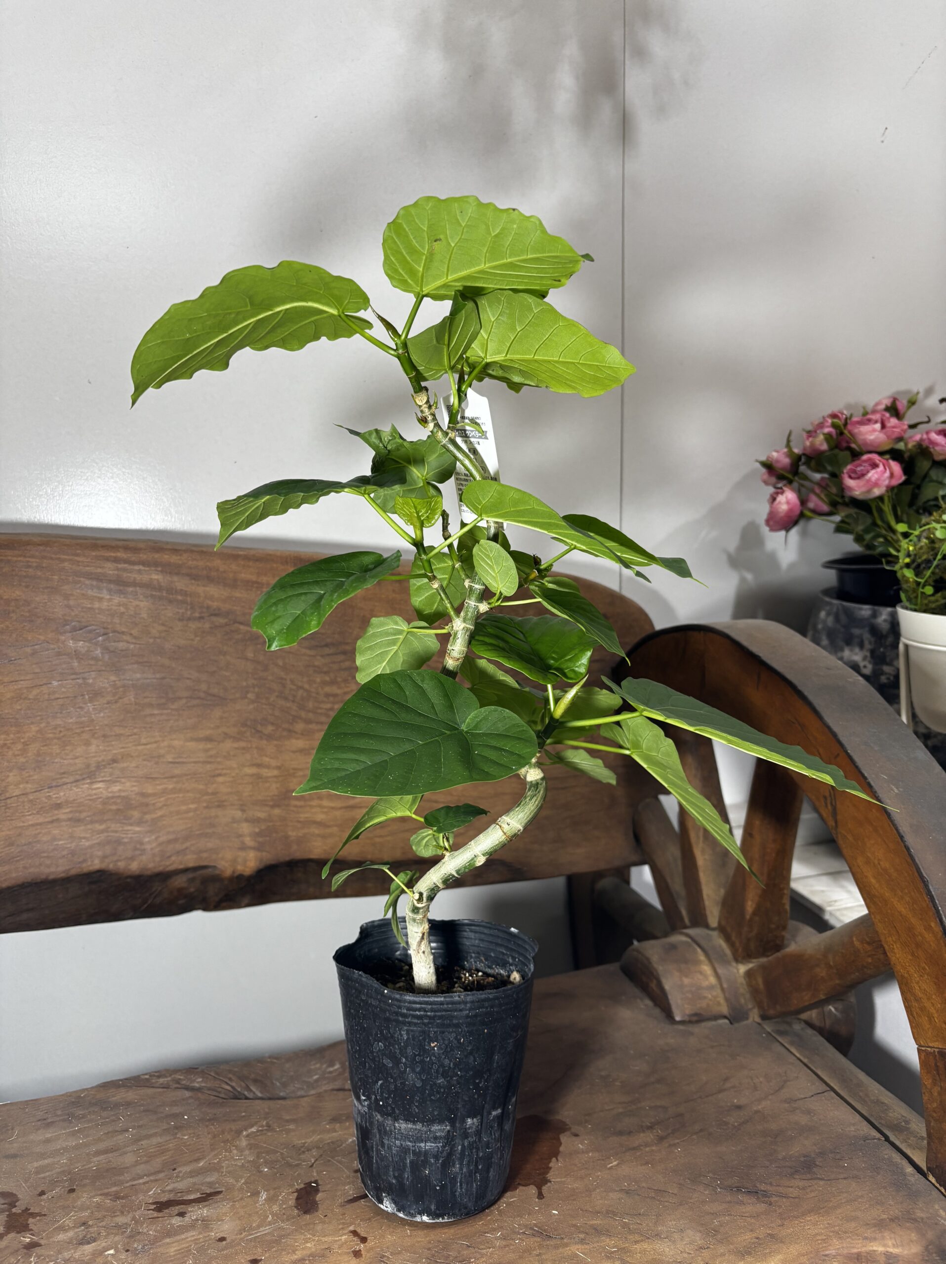 フィカス　ミックス　4号　曲がり - 画像 (5)