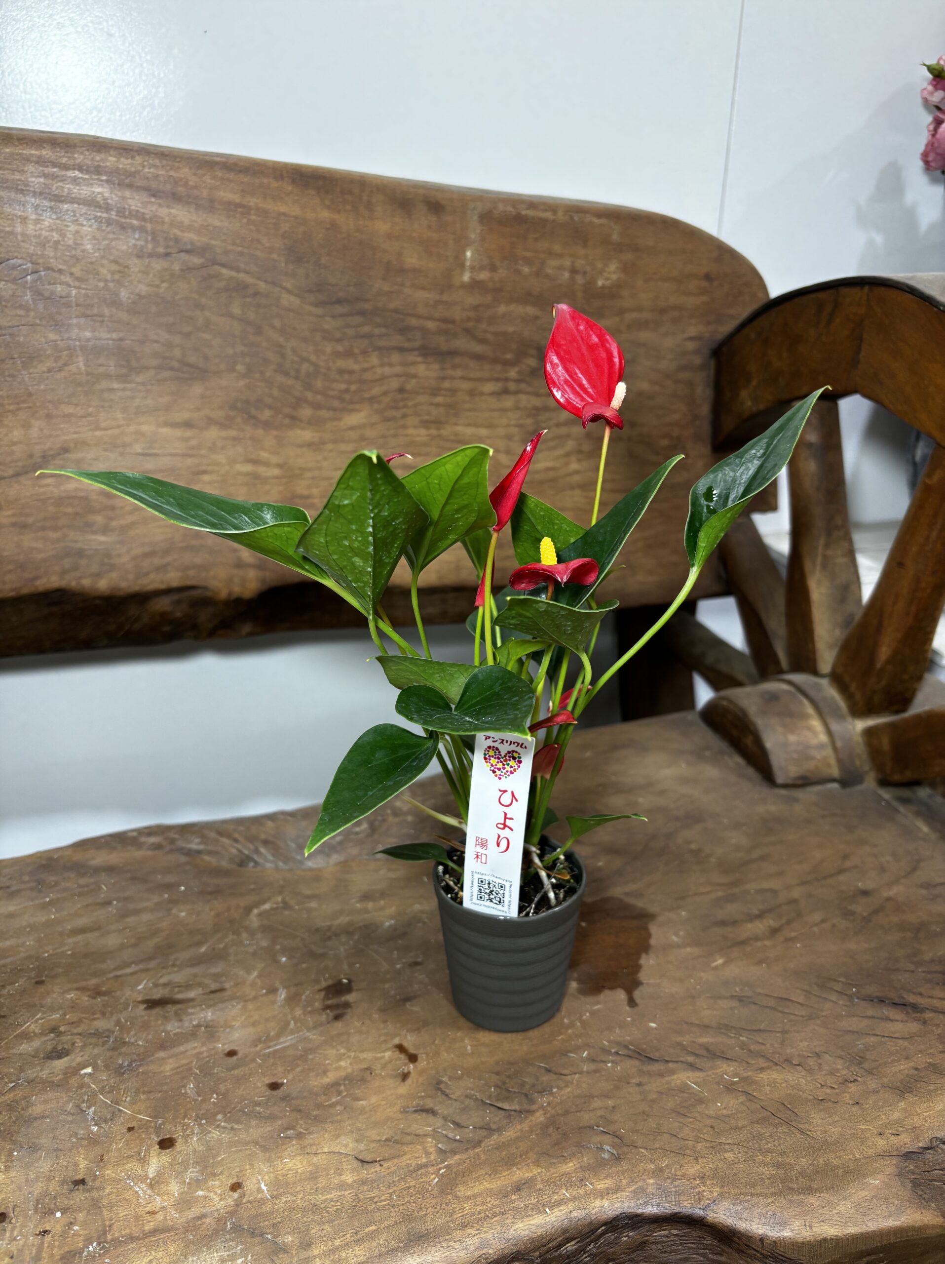 アンスリウム　ミックス　2.5号 - 画像 (2)
