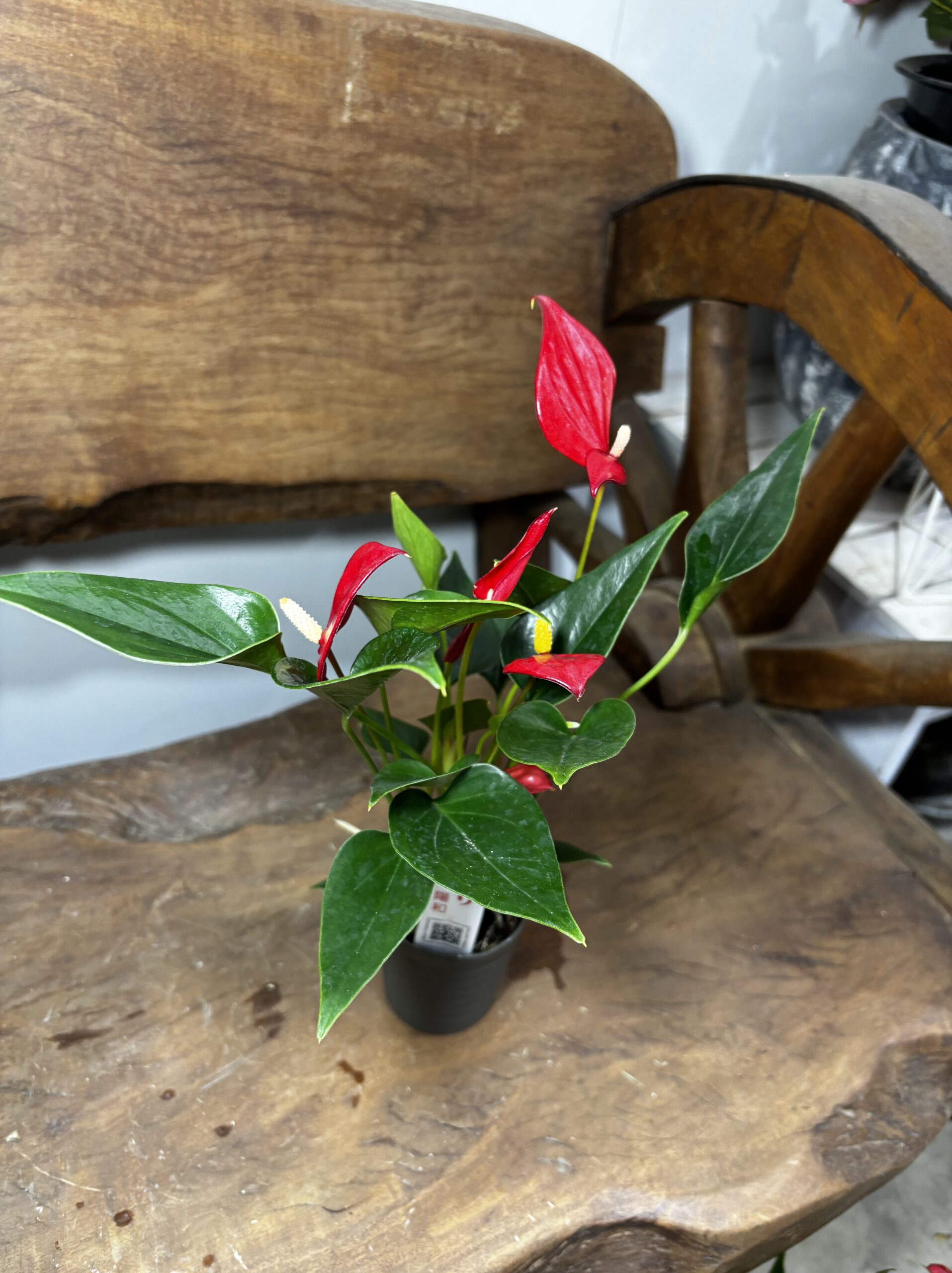 アンスリウム　ミックス　2.5号 - 画像 (4)