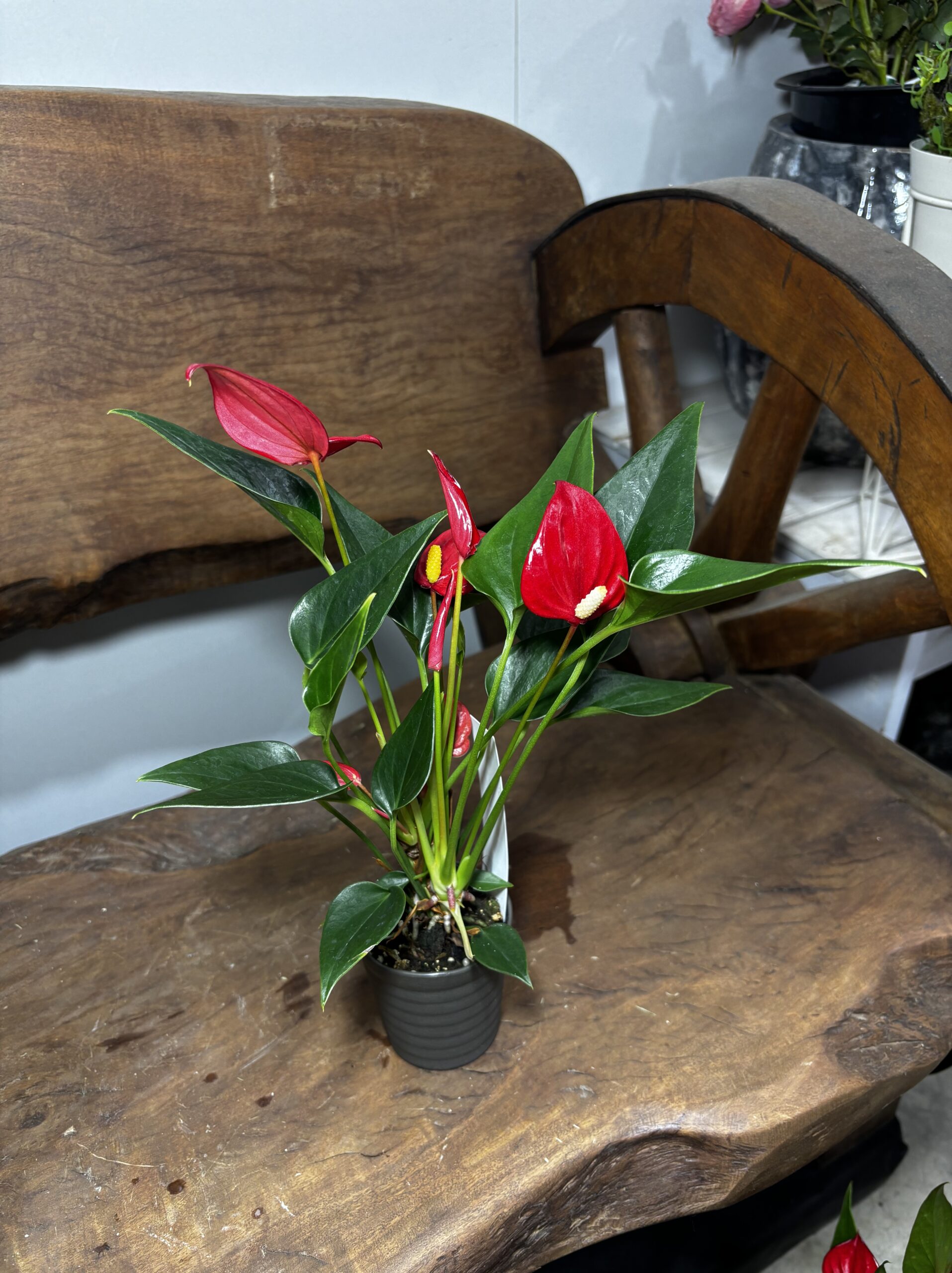 アンスリウム　ミックス　2.5号