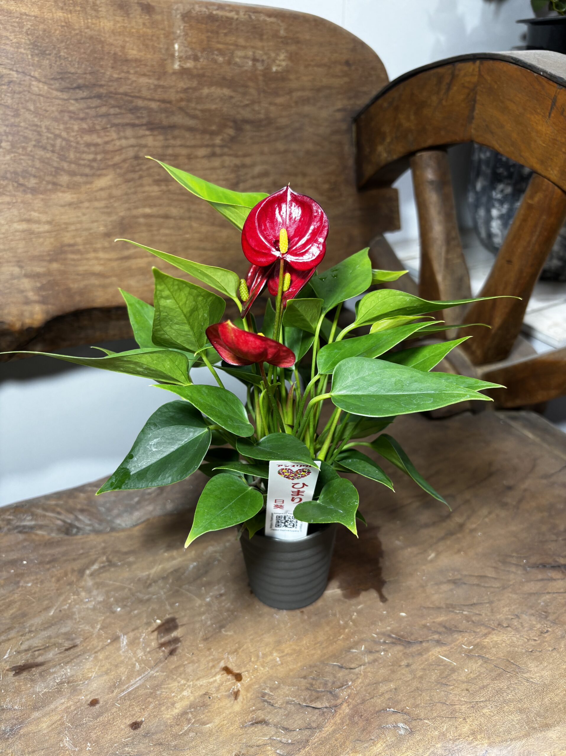 アンスリウム　ミックス　2.5号 - 画像 (6)