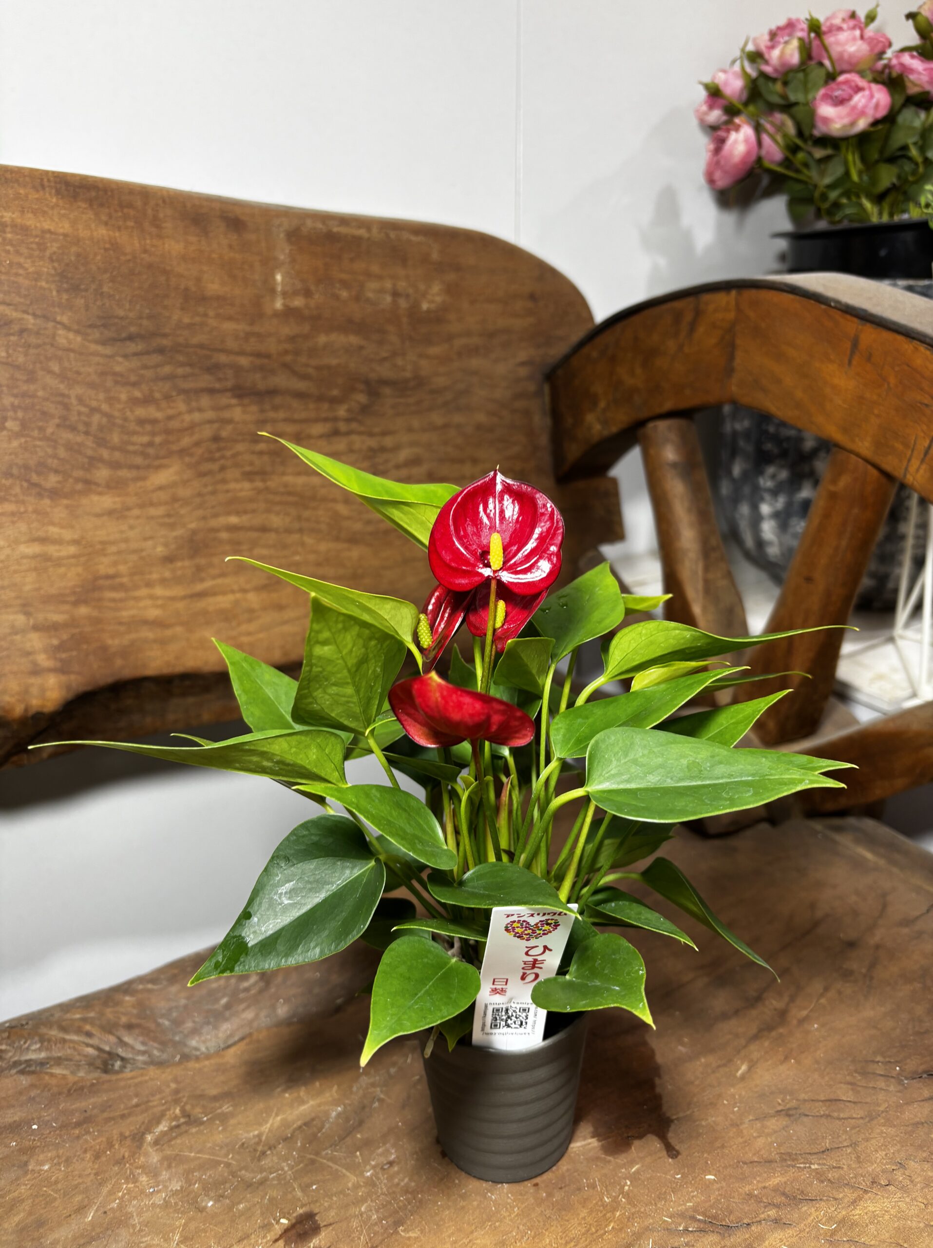 アンスリウム　ミックス　2.5号 - 画像 (7)