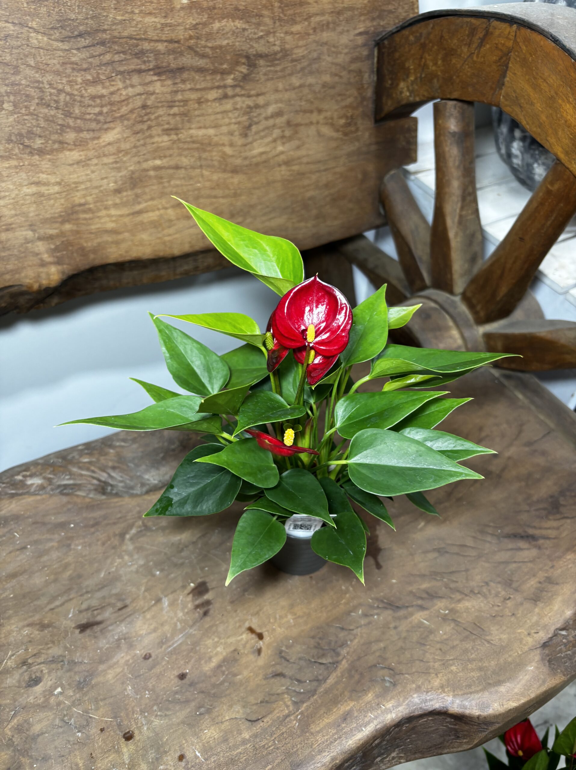 アンスリウム　ミックス　2.5号 - 画像 (8)