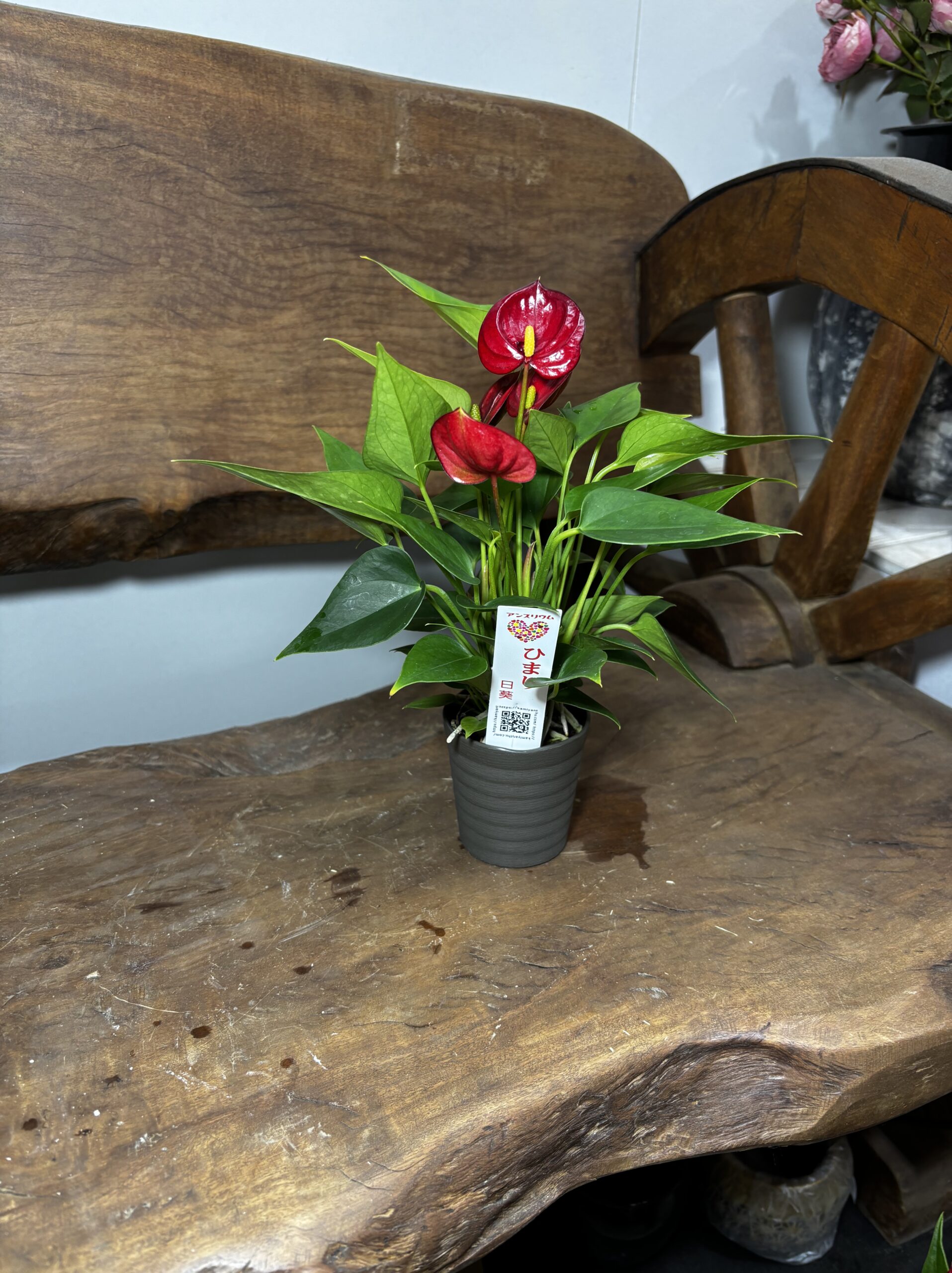 アンスリウム　ミックス　2.5号 - 画像 (9)