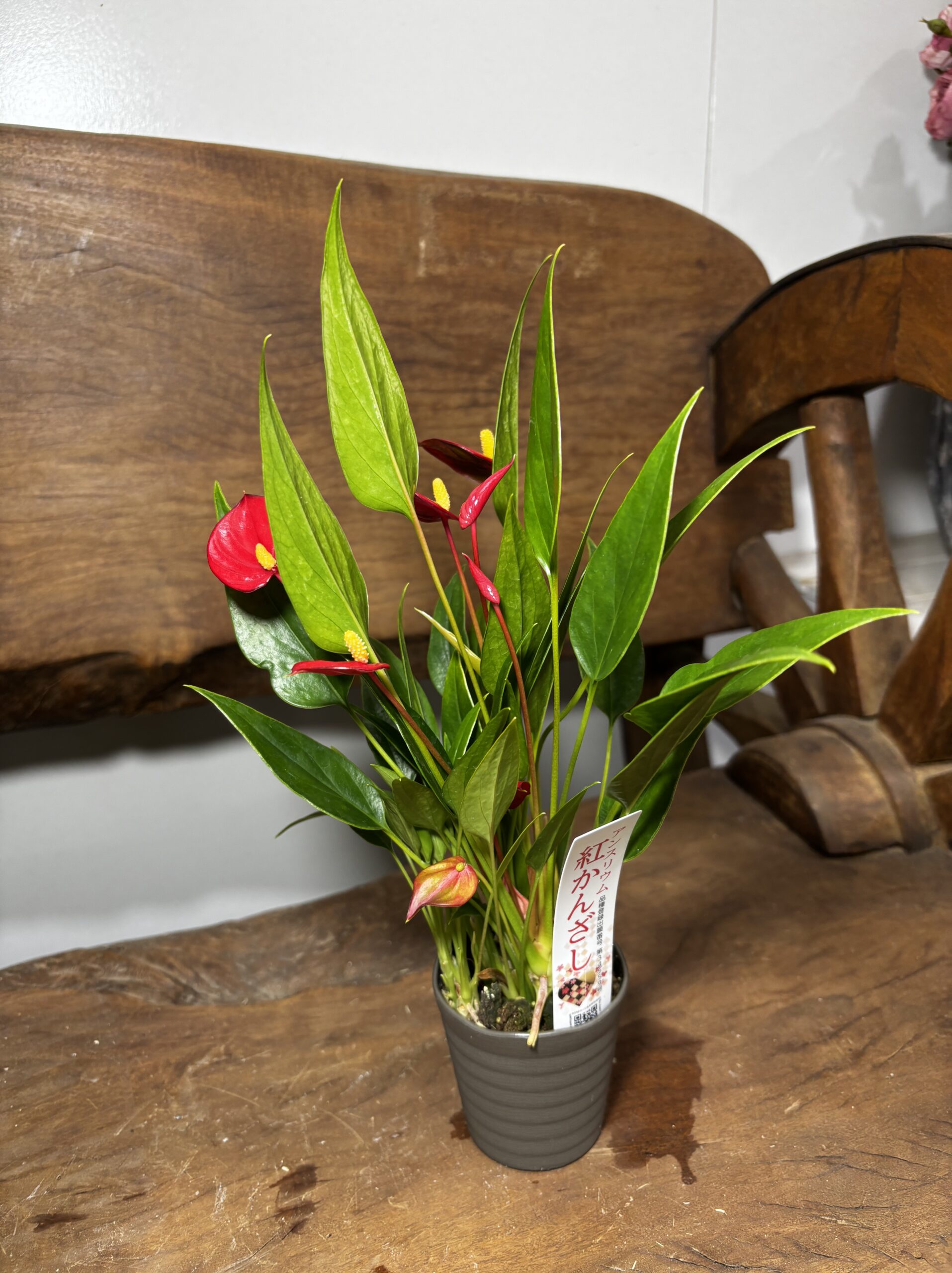 アンスリウム　ミックス　2.5号 - 画像 (10)