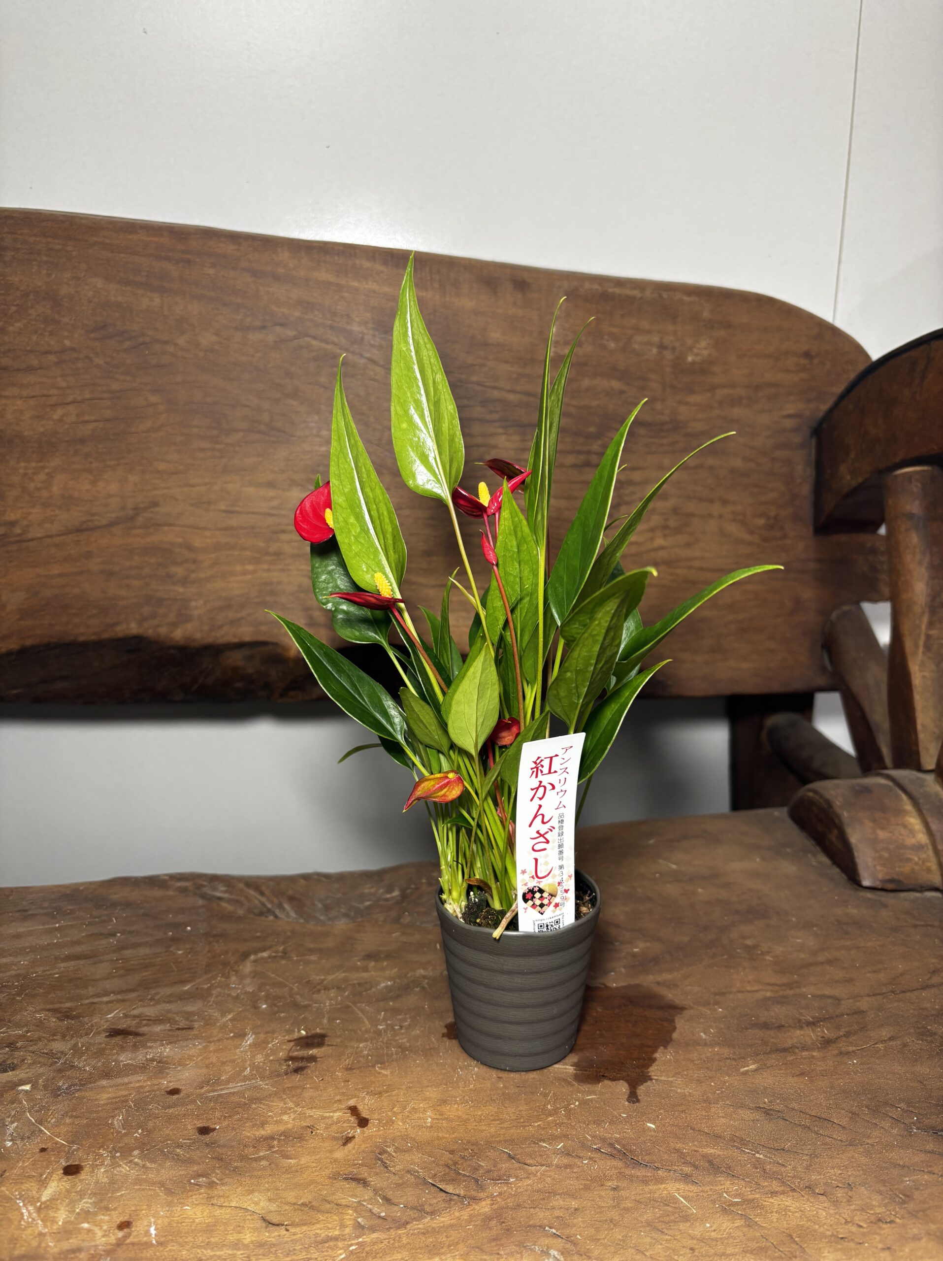 アンスリウム　ミックス　2.5号 - 画像 (13)