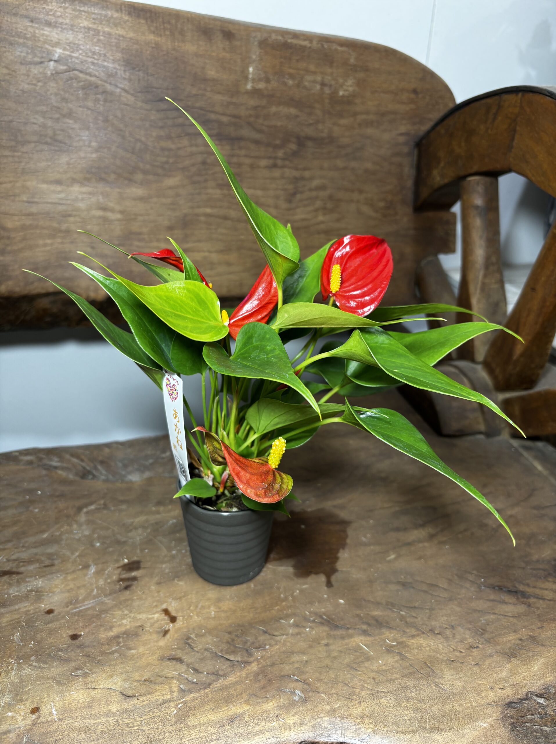 アンスリウム　ミックス　2.5号 - 画像 (14)