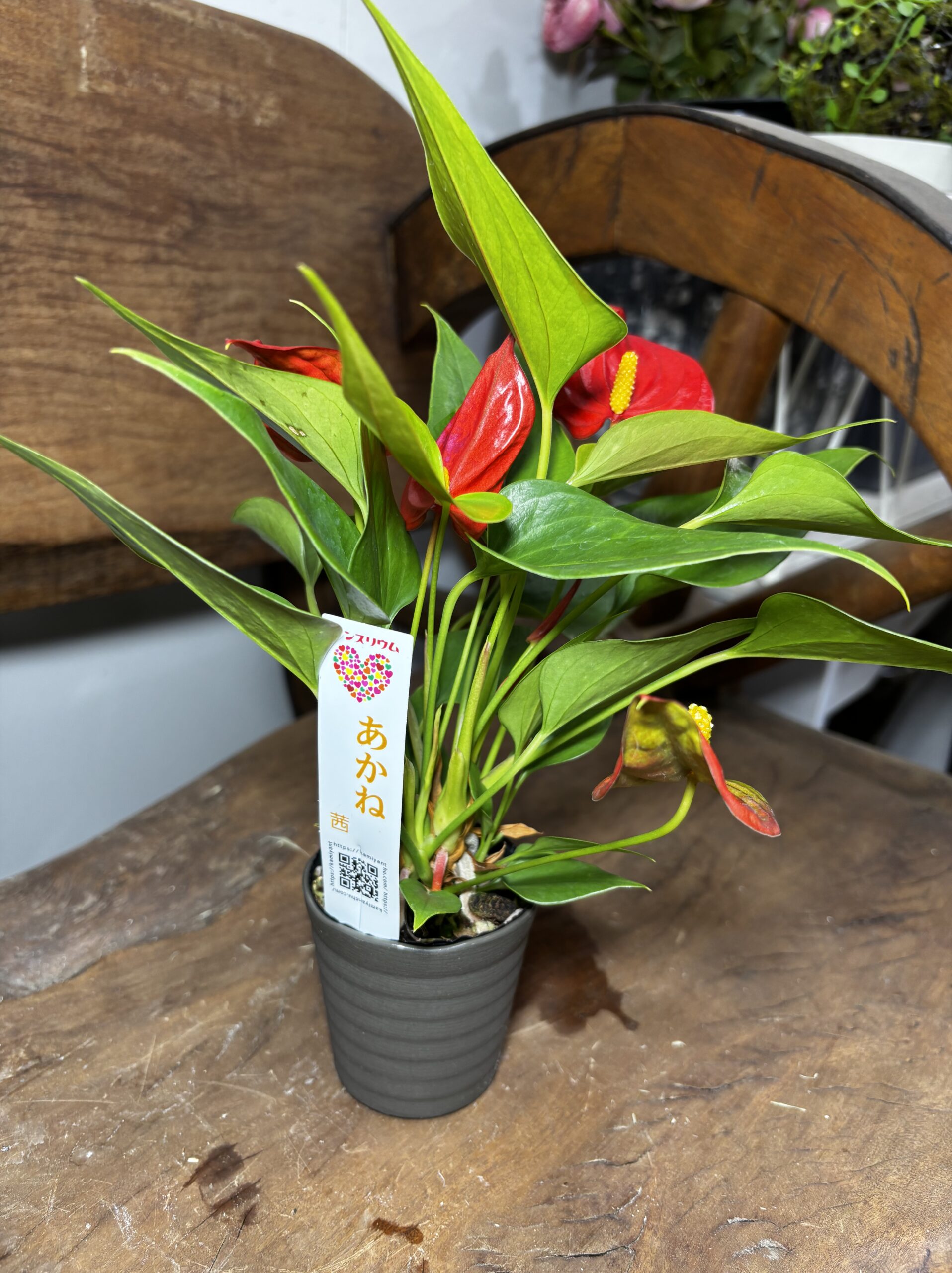 アンスリウム　ミックス　2.5号 - 画像 (15)