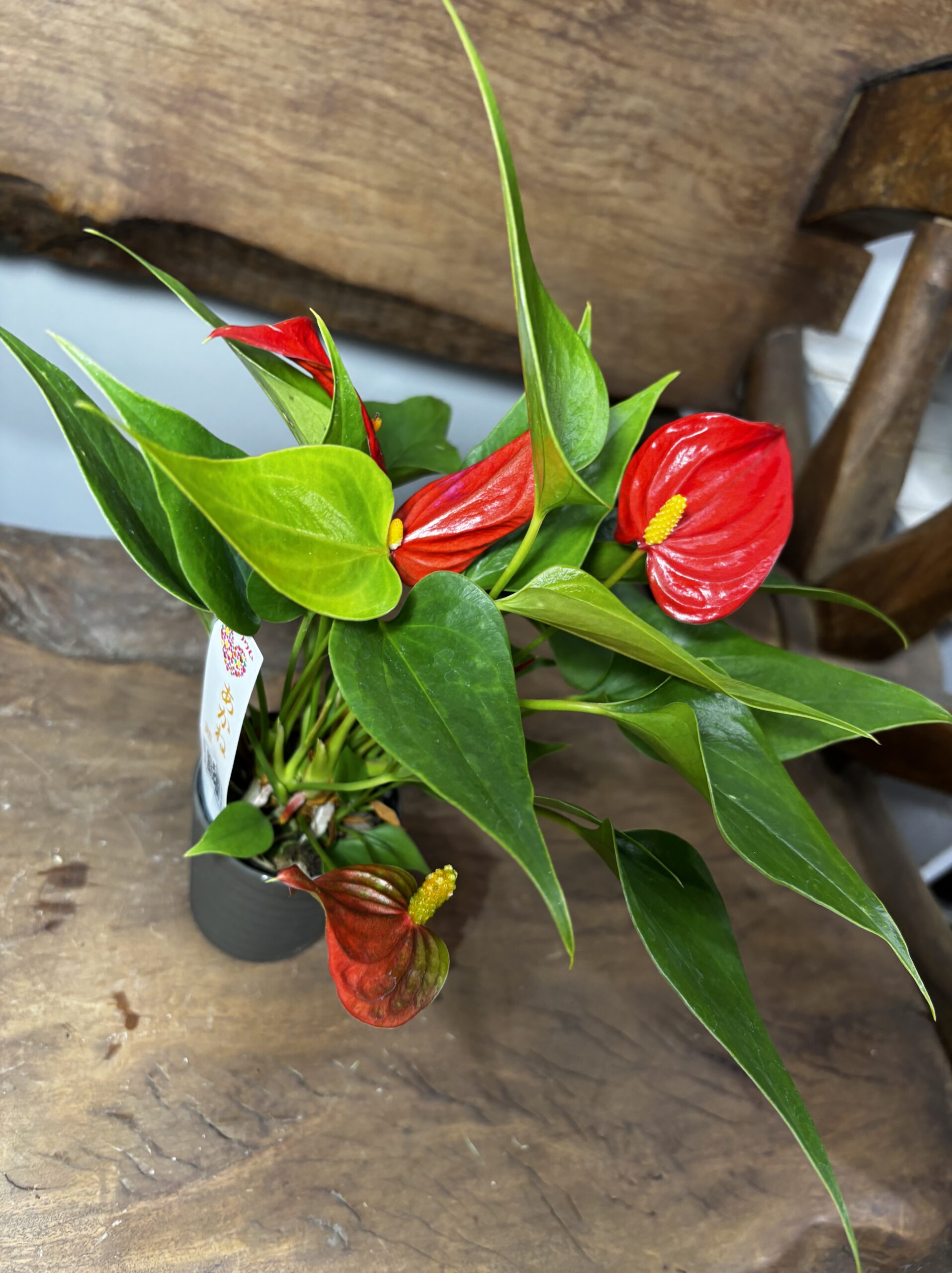 アンスリウム　ミックス　2.5号 - 画像 (16)