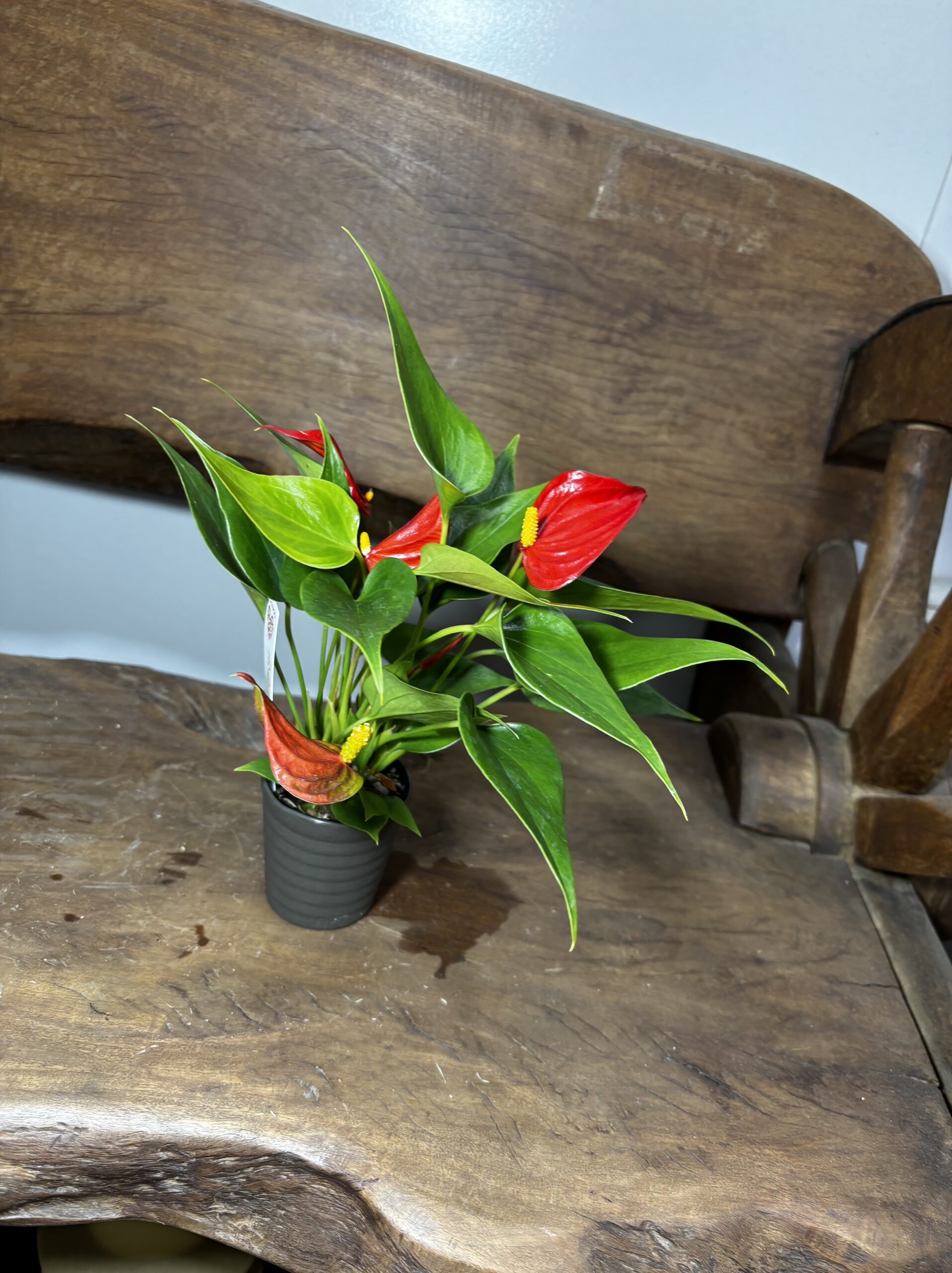 アンスリウム　ミックス　2.5号 - 画像 (17)