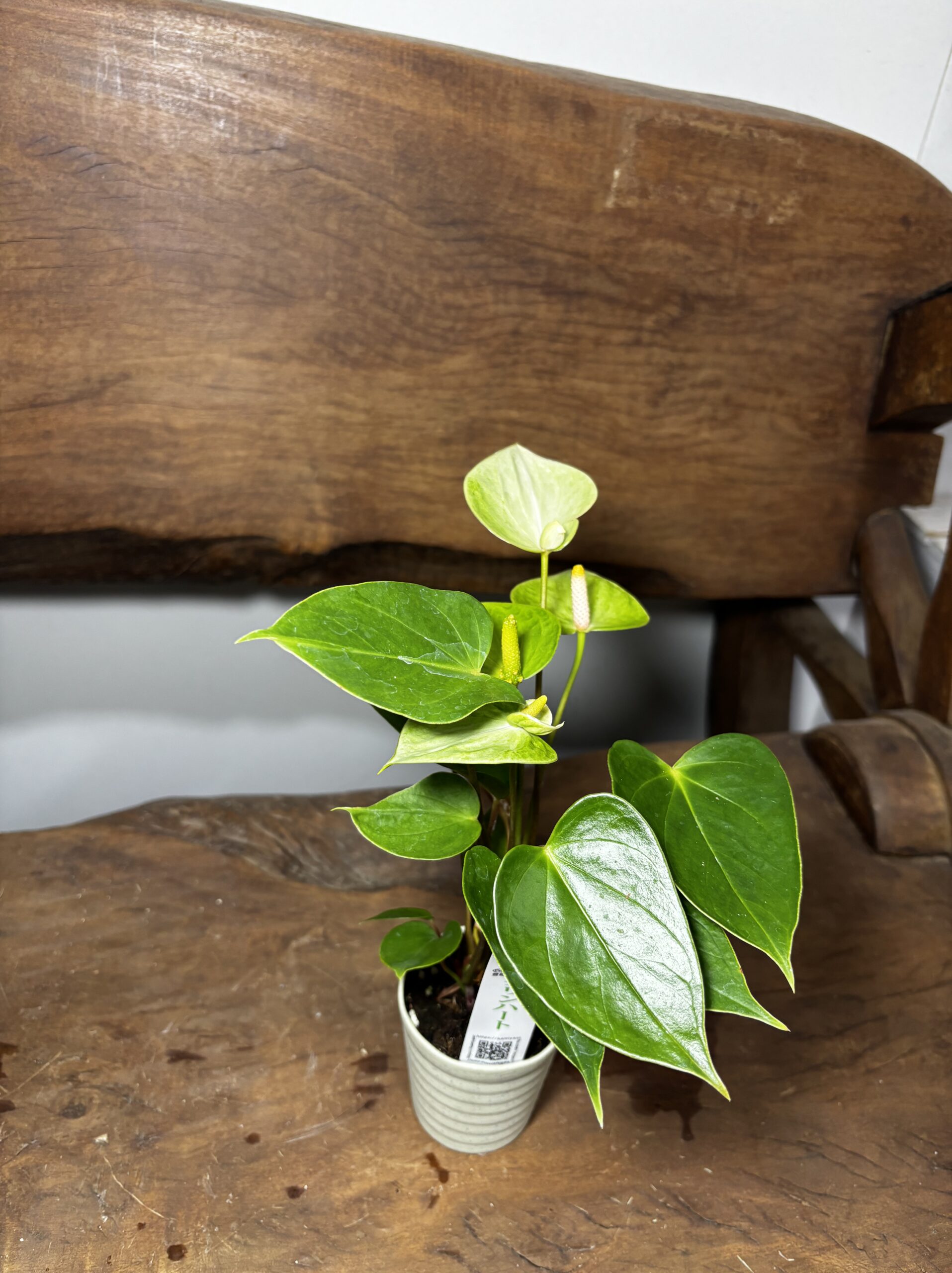 アンスリウム　ミックス　2.5号 - 画像 (18)