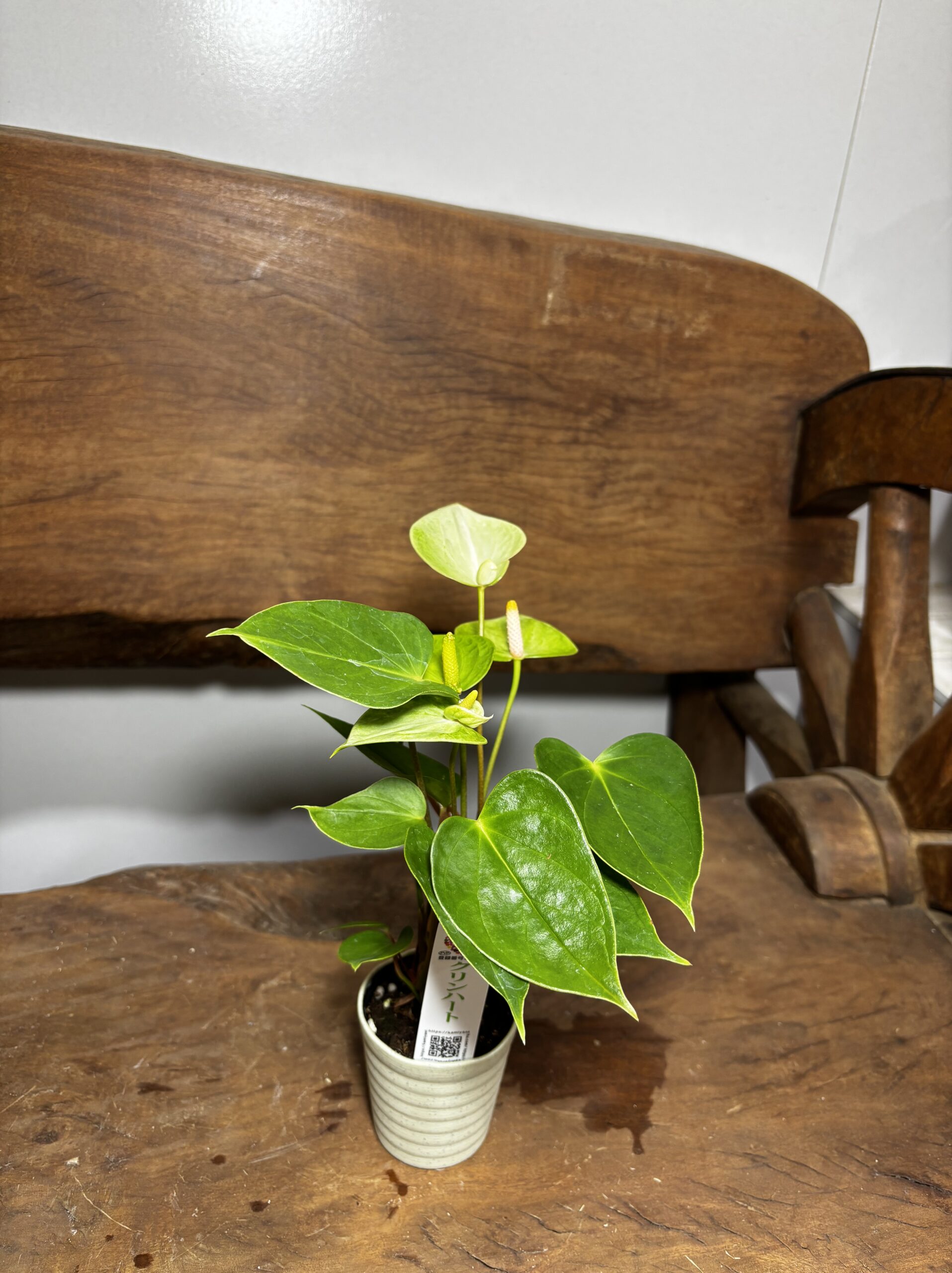 アンスリウム　ミックス　2.5号 - 画像 (19)