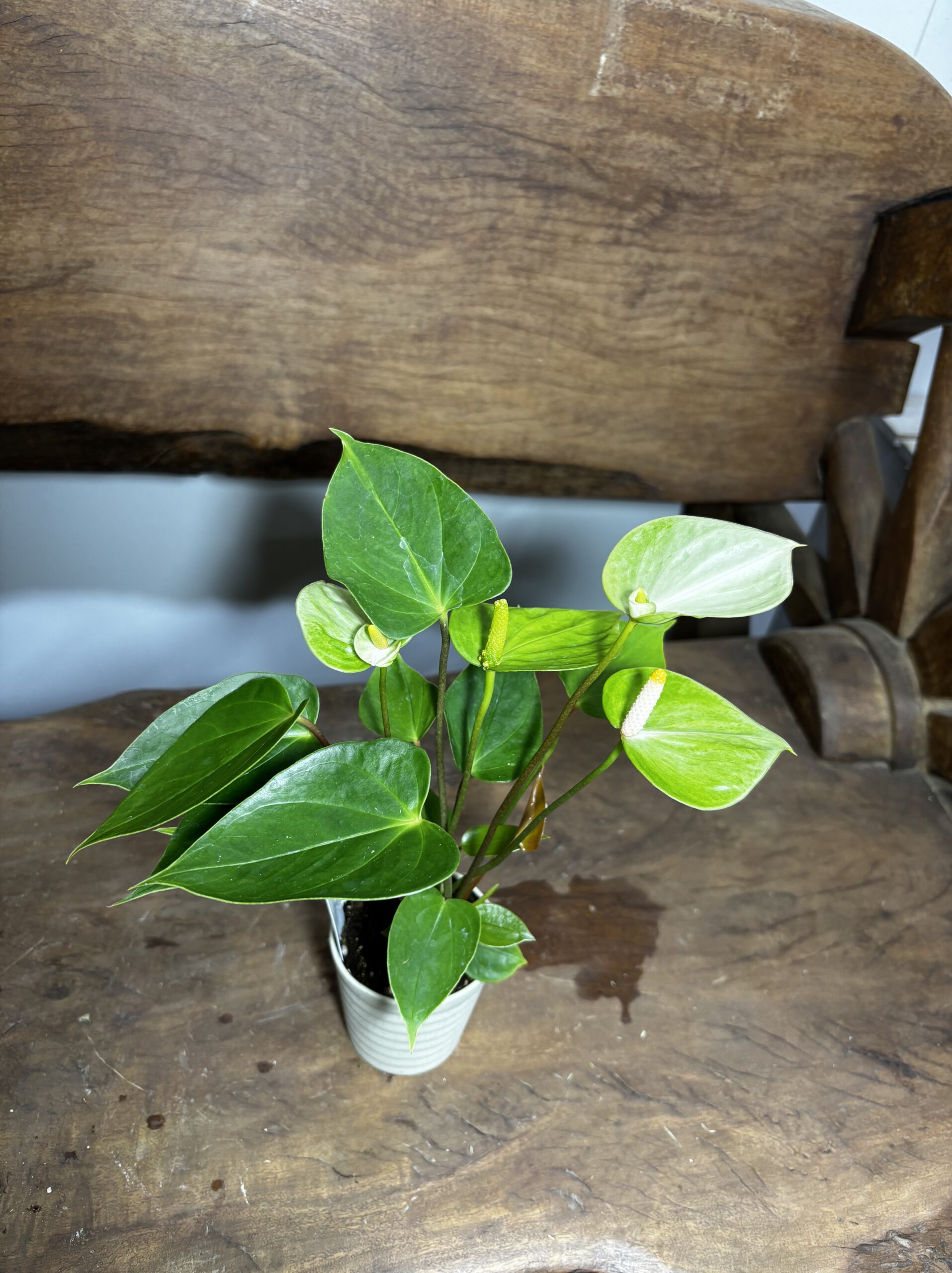 アンスリウム　ミックス　2.5号 - 画像 (20)