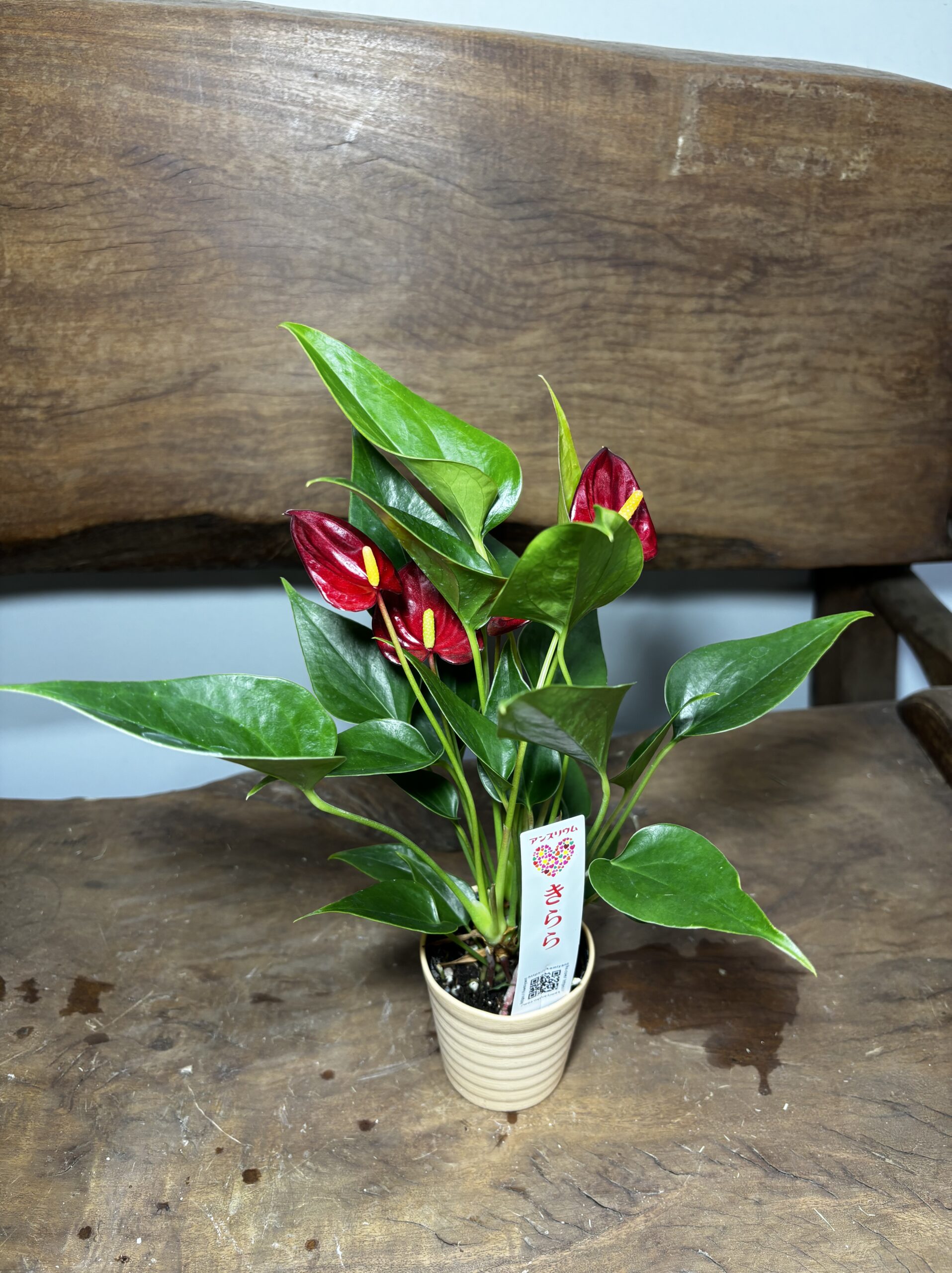 アンスリウム　ミックス　2.5号 - 画像 (22)