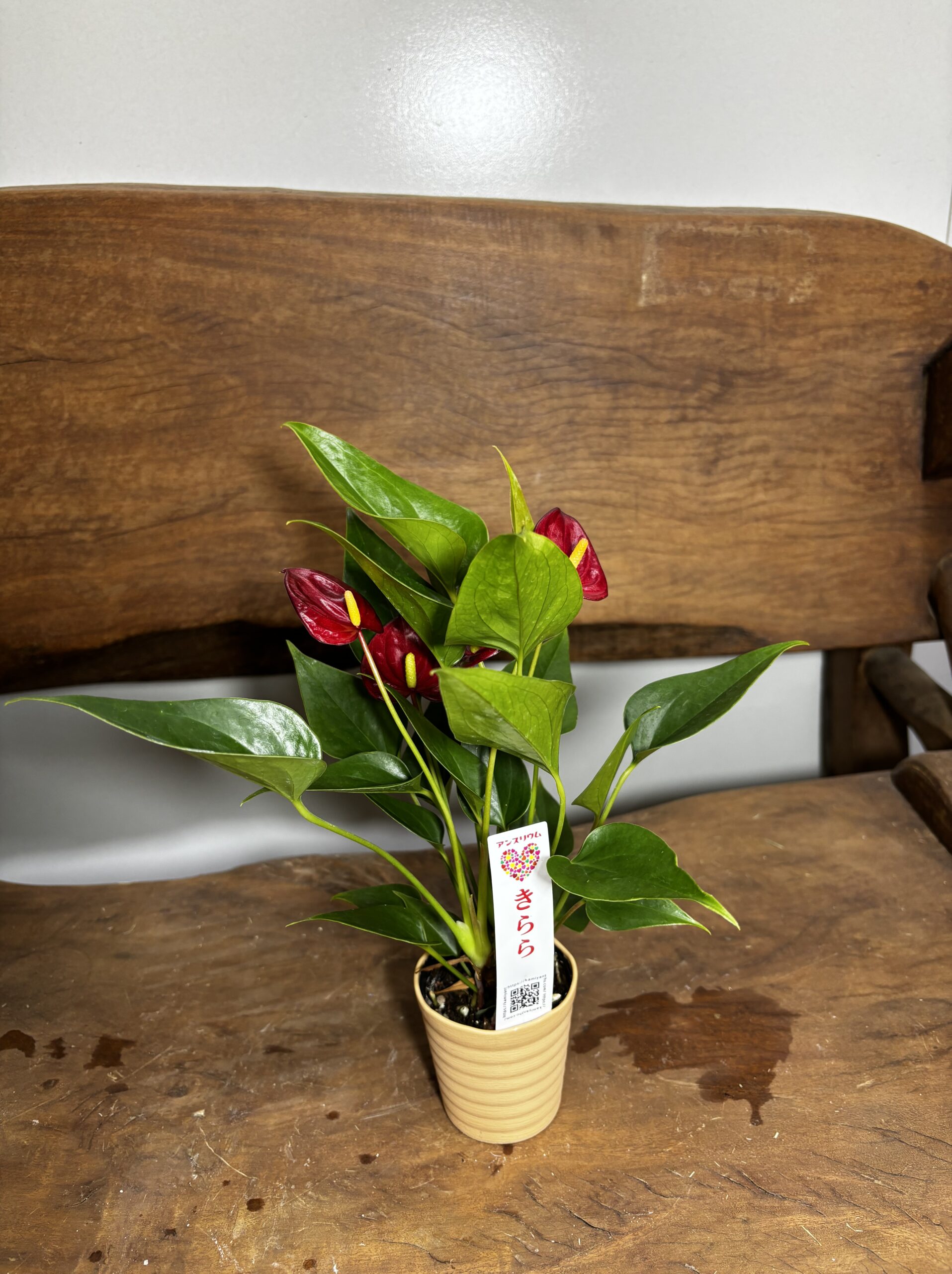 アンスリウム　ミックス　2.5号 - 画像 (23)