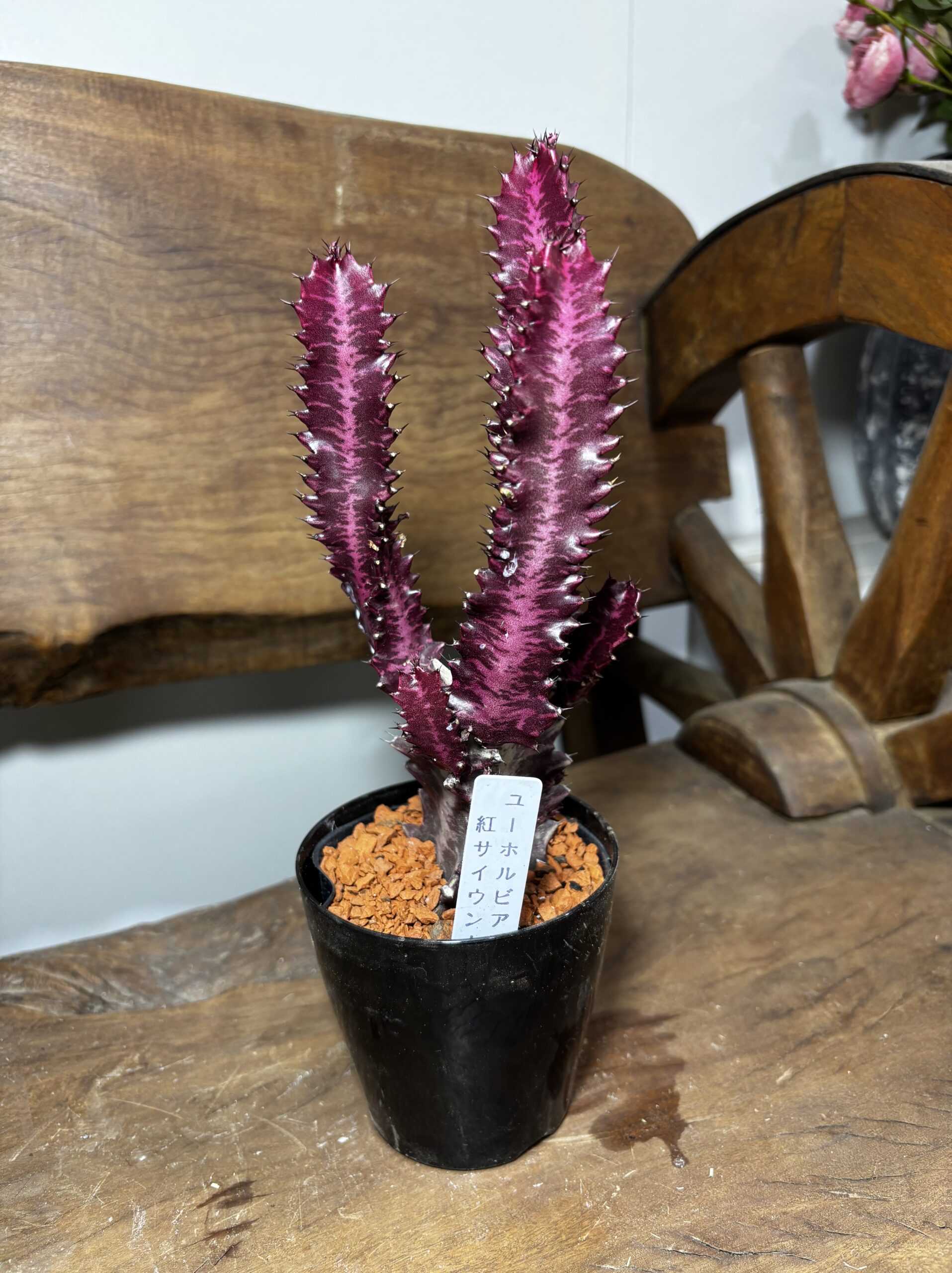 紅彩雲閣　3号 - 画像 (8)