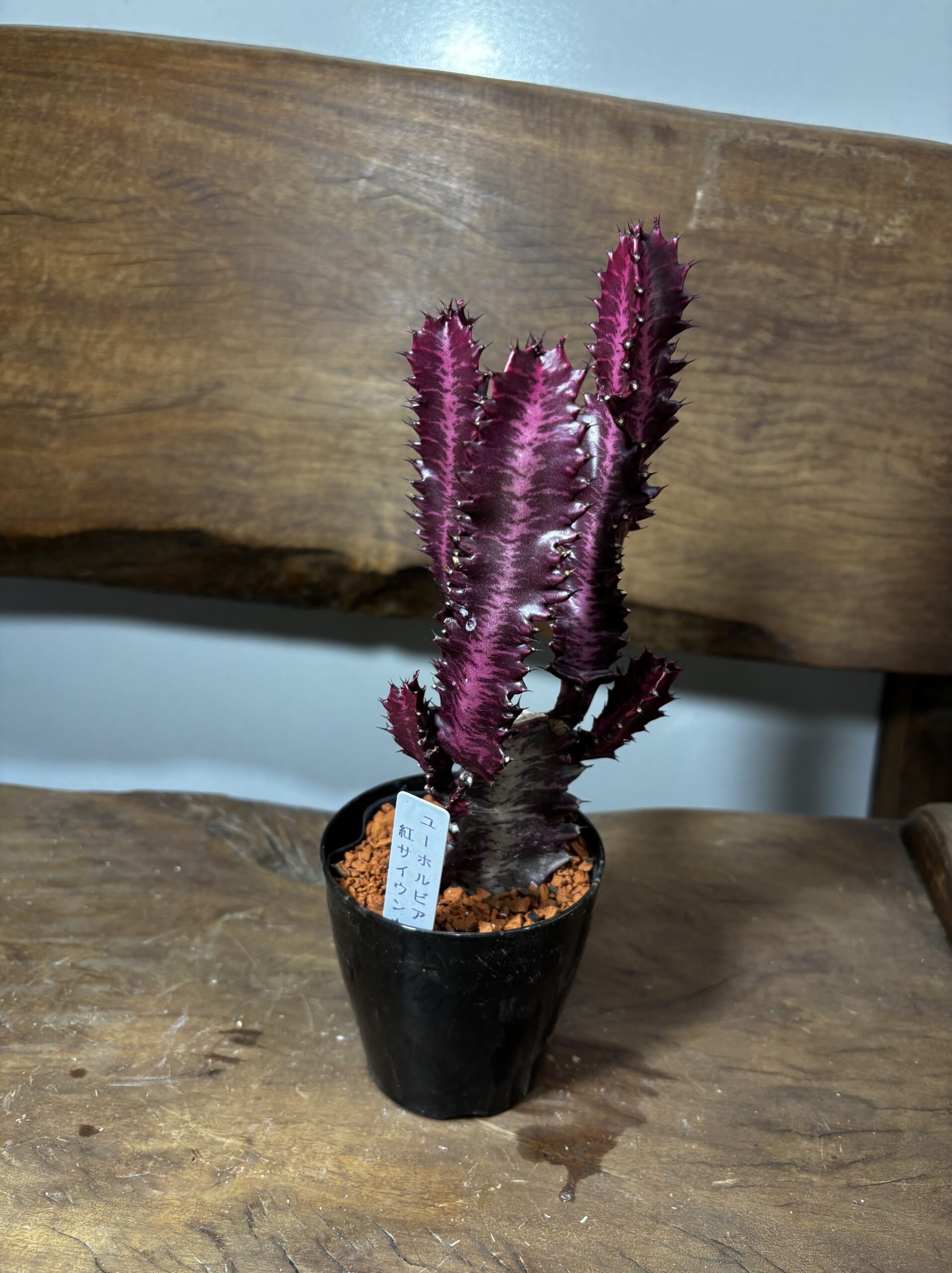 紅彩雲閣　3号 - 画像 (7)