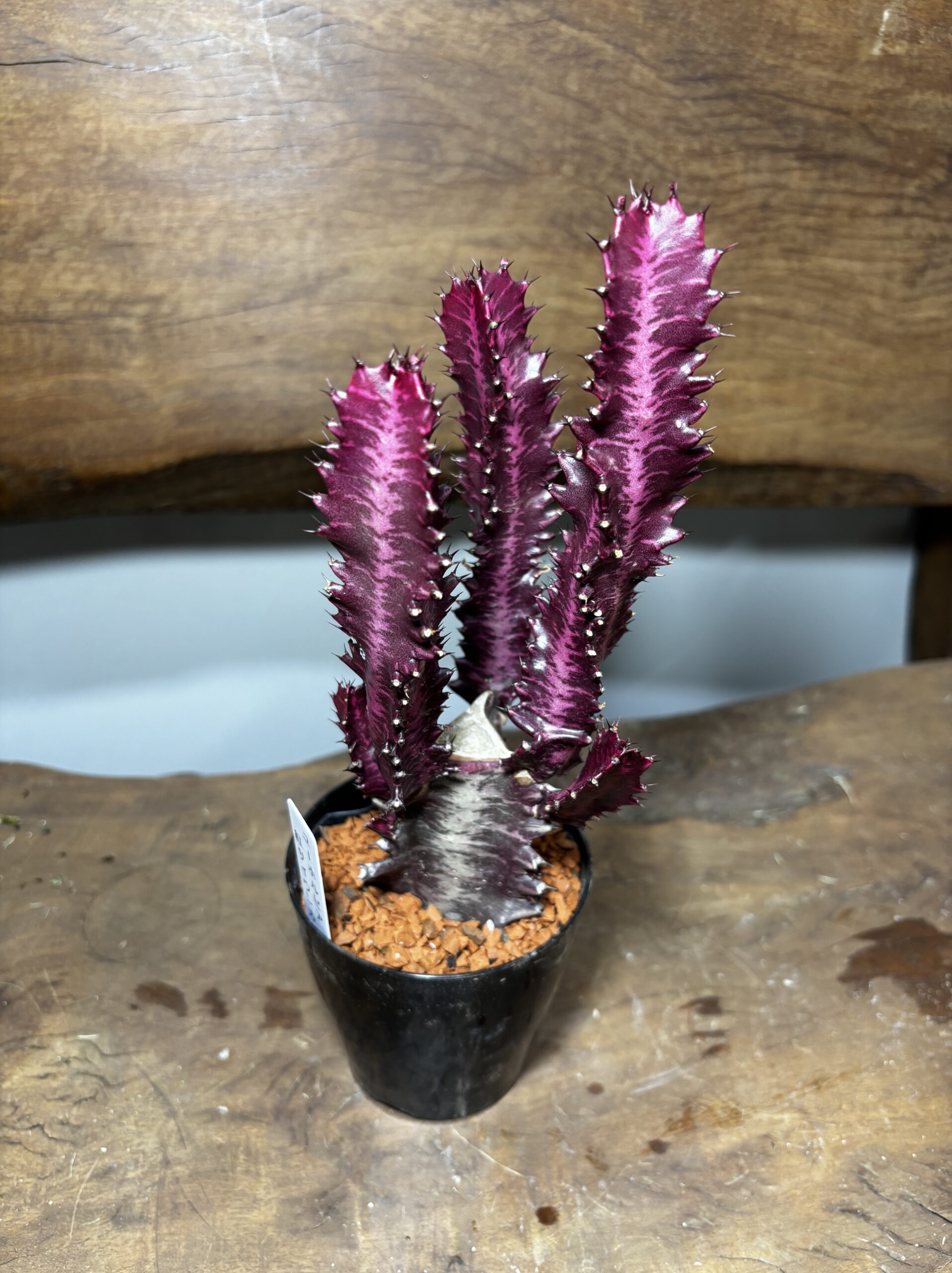 紅彩雲閣　3号 - 画像 (2)