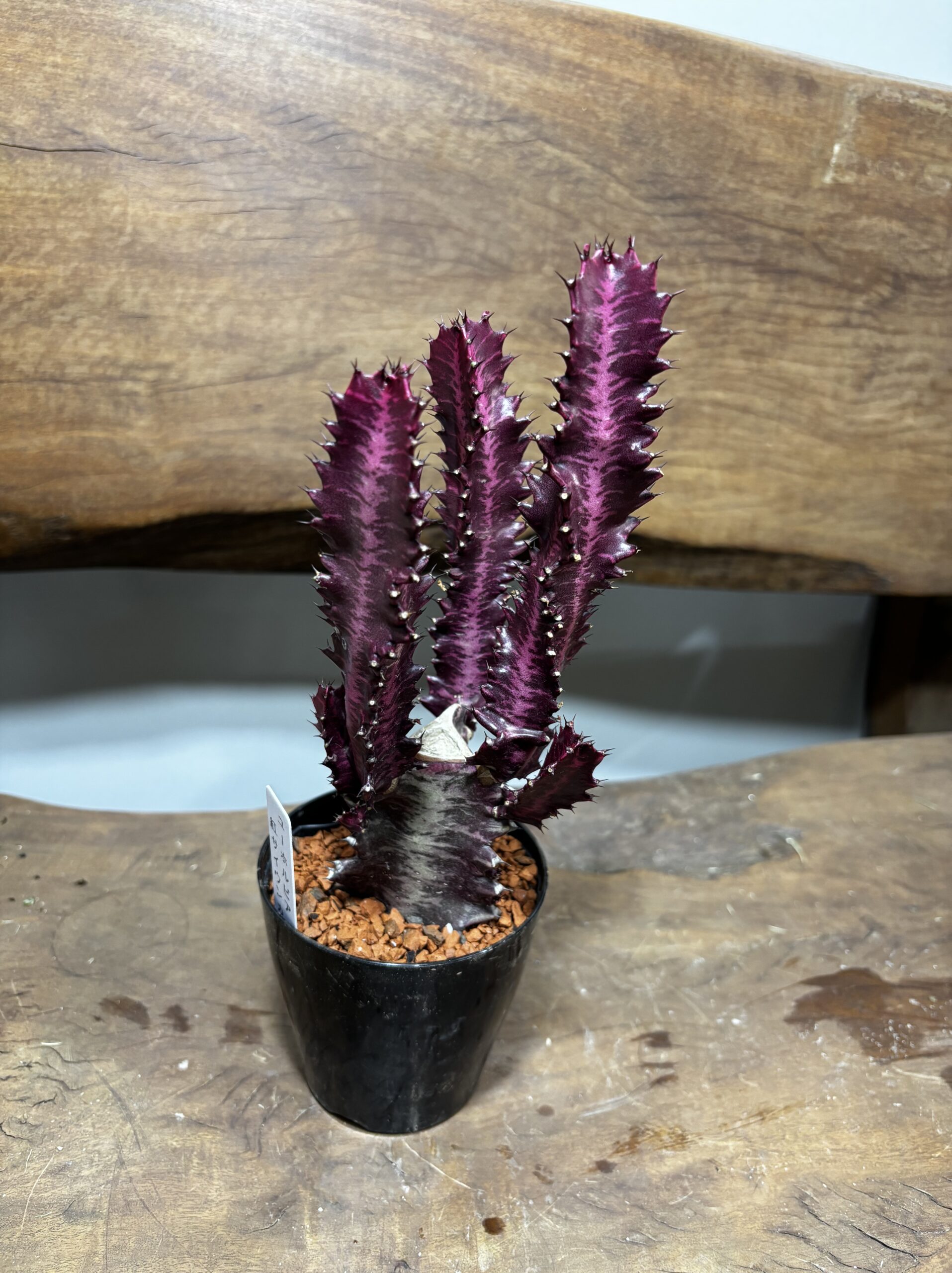 紅彩雲閣　3号 - 画像 (6)