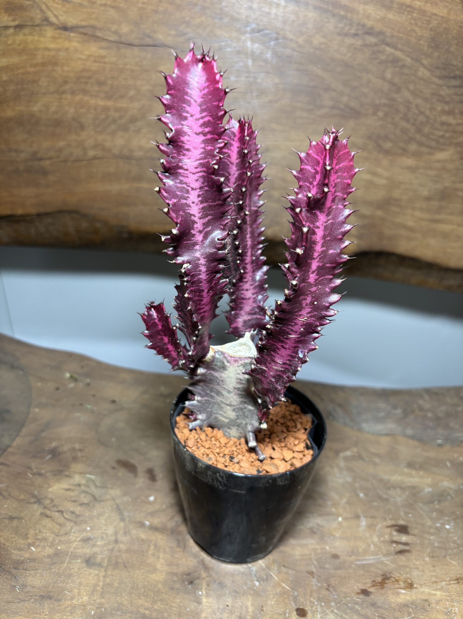 紅彩雲閣　3号 - 画像 (5)