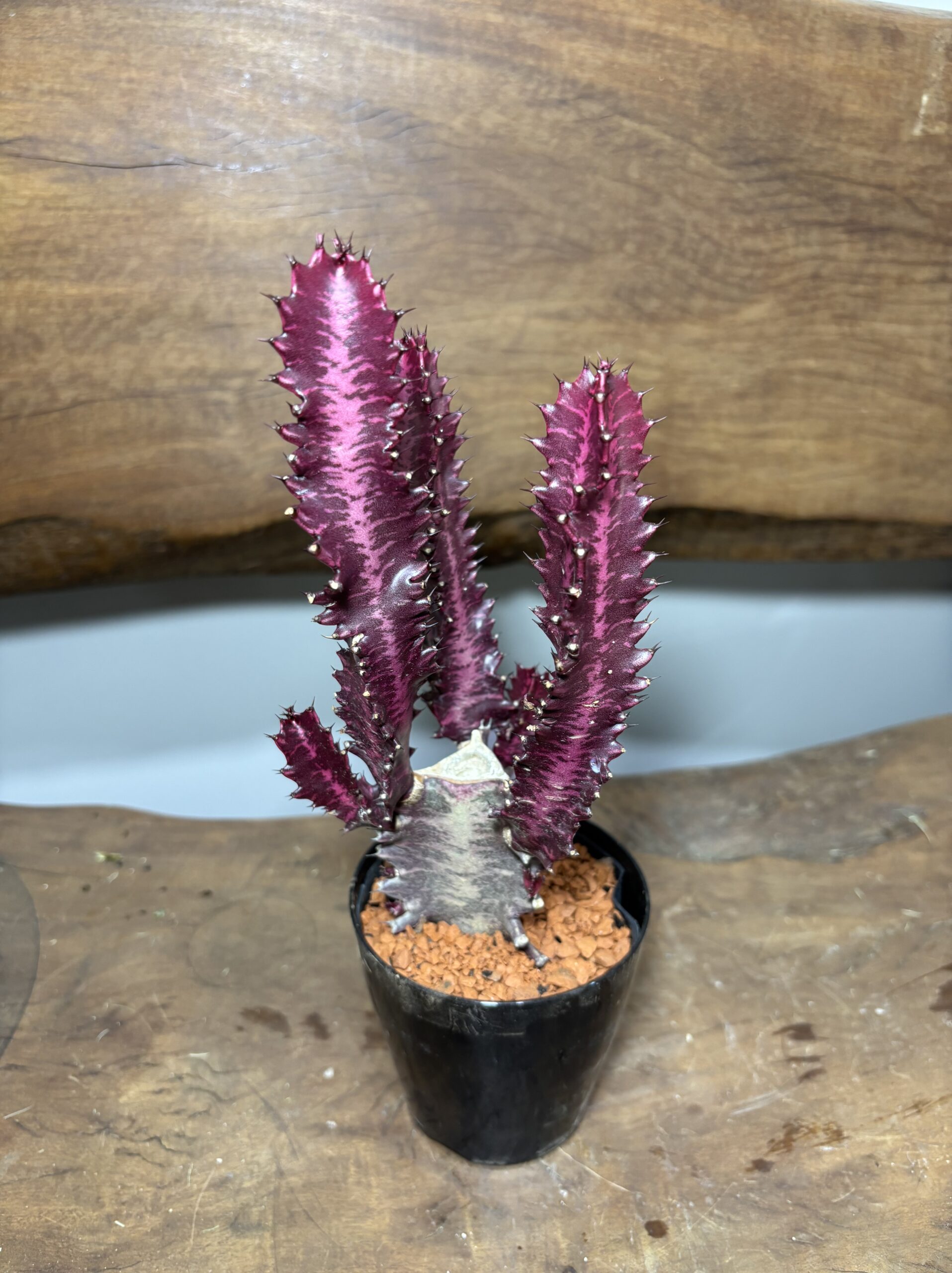 紅彩雲閣　3号 - 画像 (4)