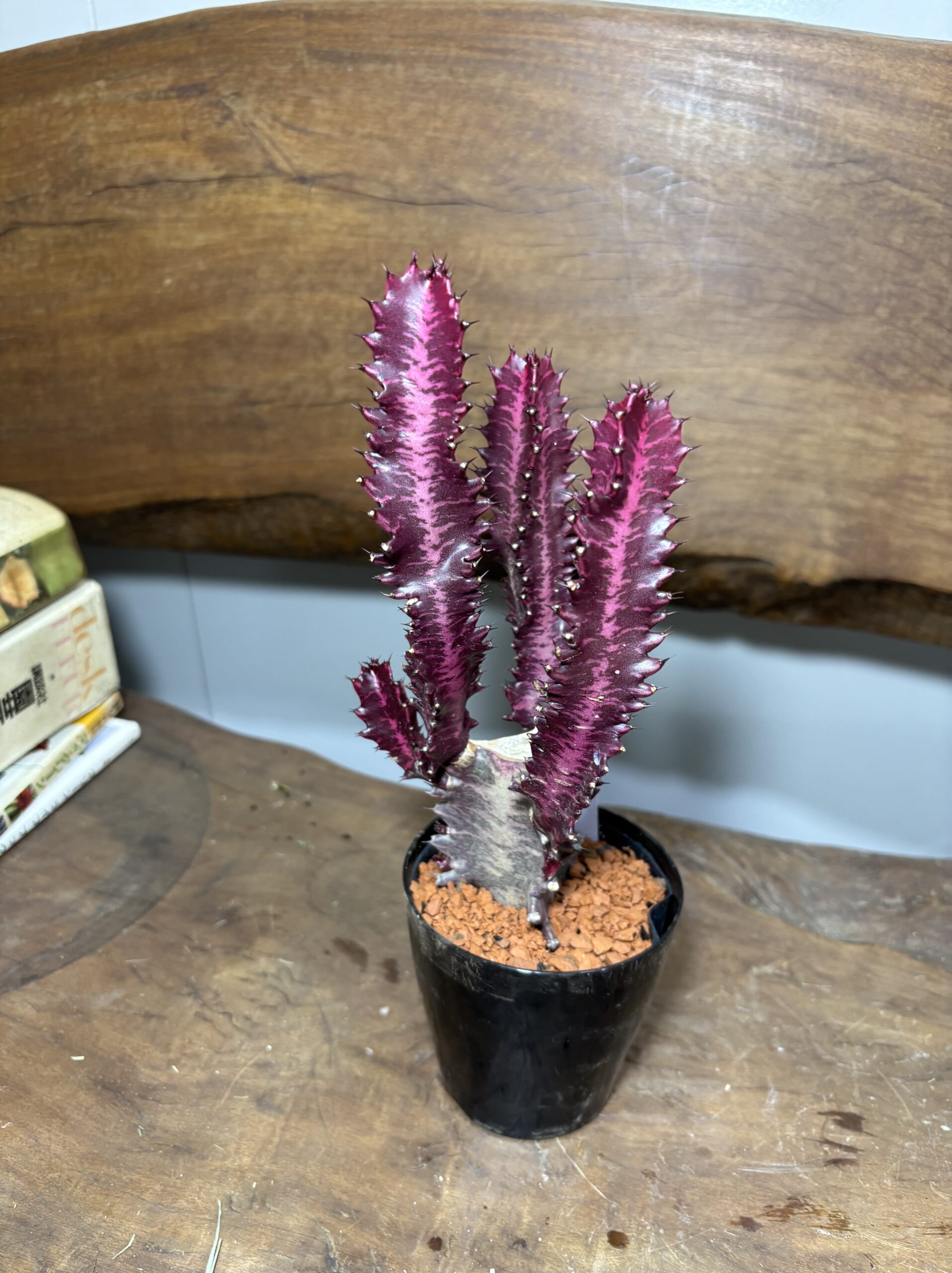 紅彩雲閣　3号 - 画像 (3)