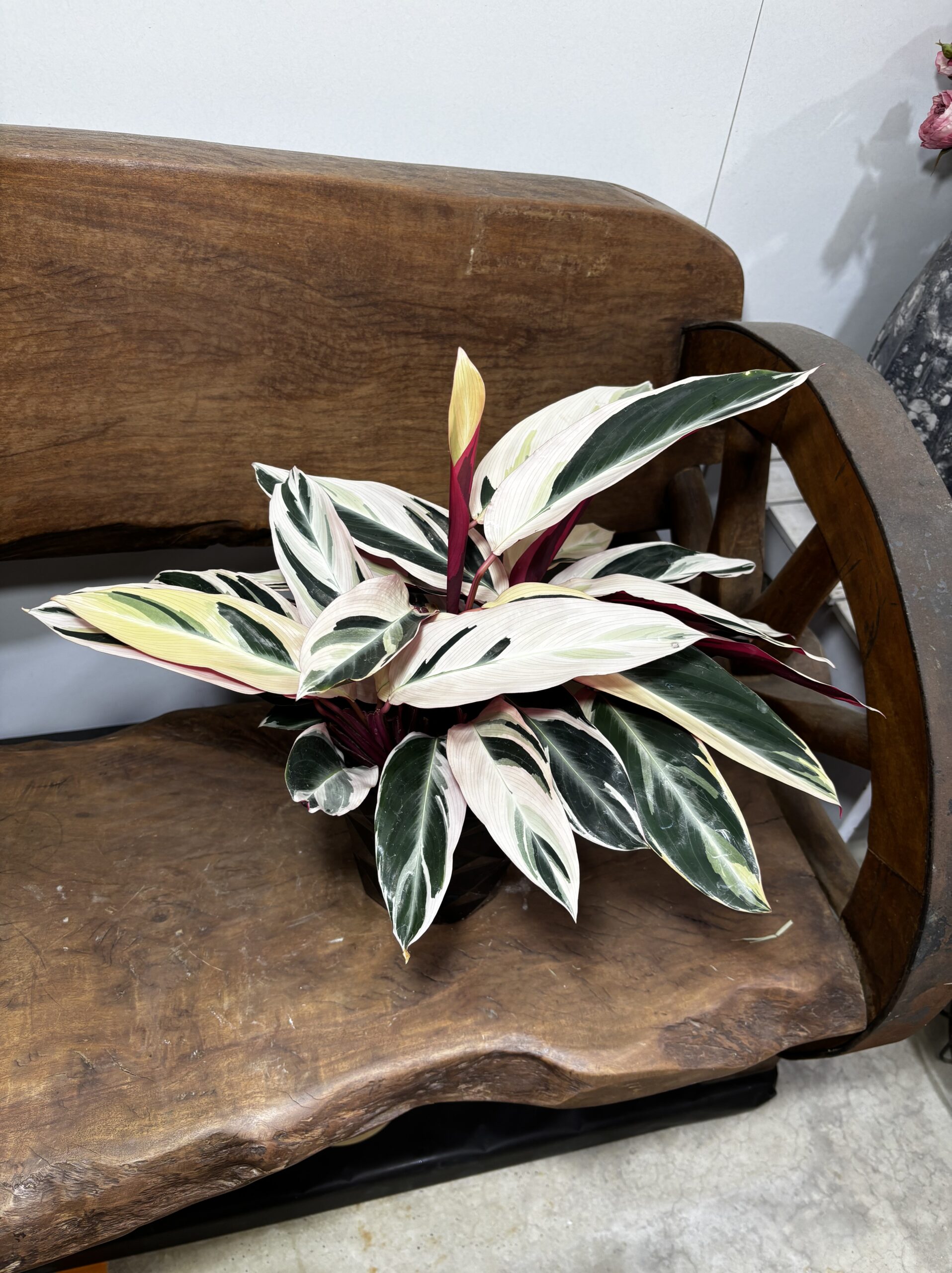 ストロマンテ・トリオスター 5号 - 画像 (7)