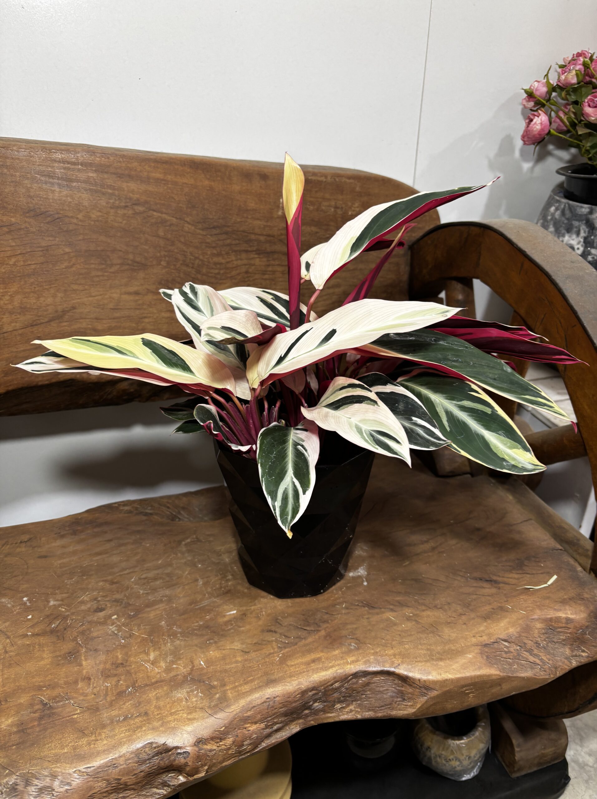 ストロマンテ・トリオスター 5号 - 画像 (6)