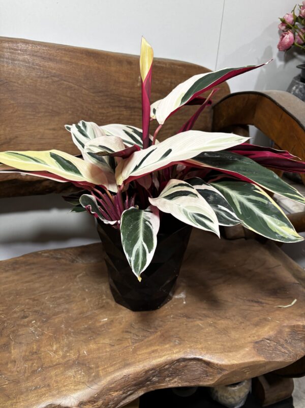 ストロマンテ・トリオスター 5号 | Plants Shop Big Smile 通販
