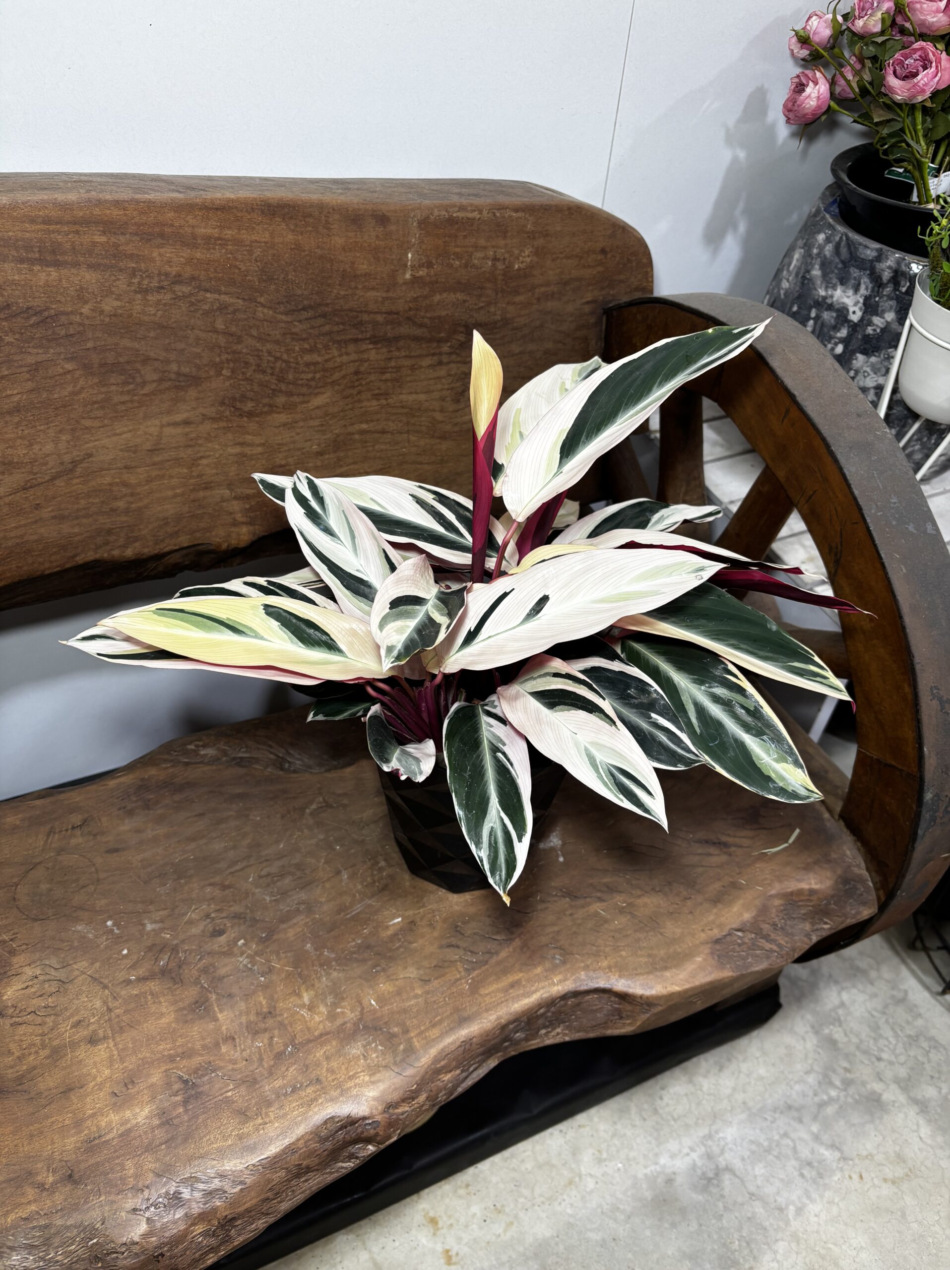 ストロマンテ・トリオスター 5号 - 画像 (4)