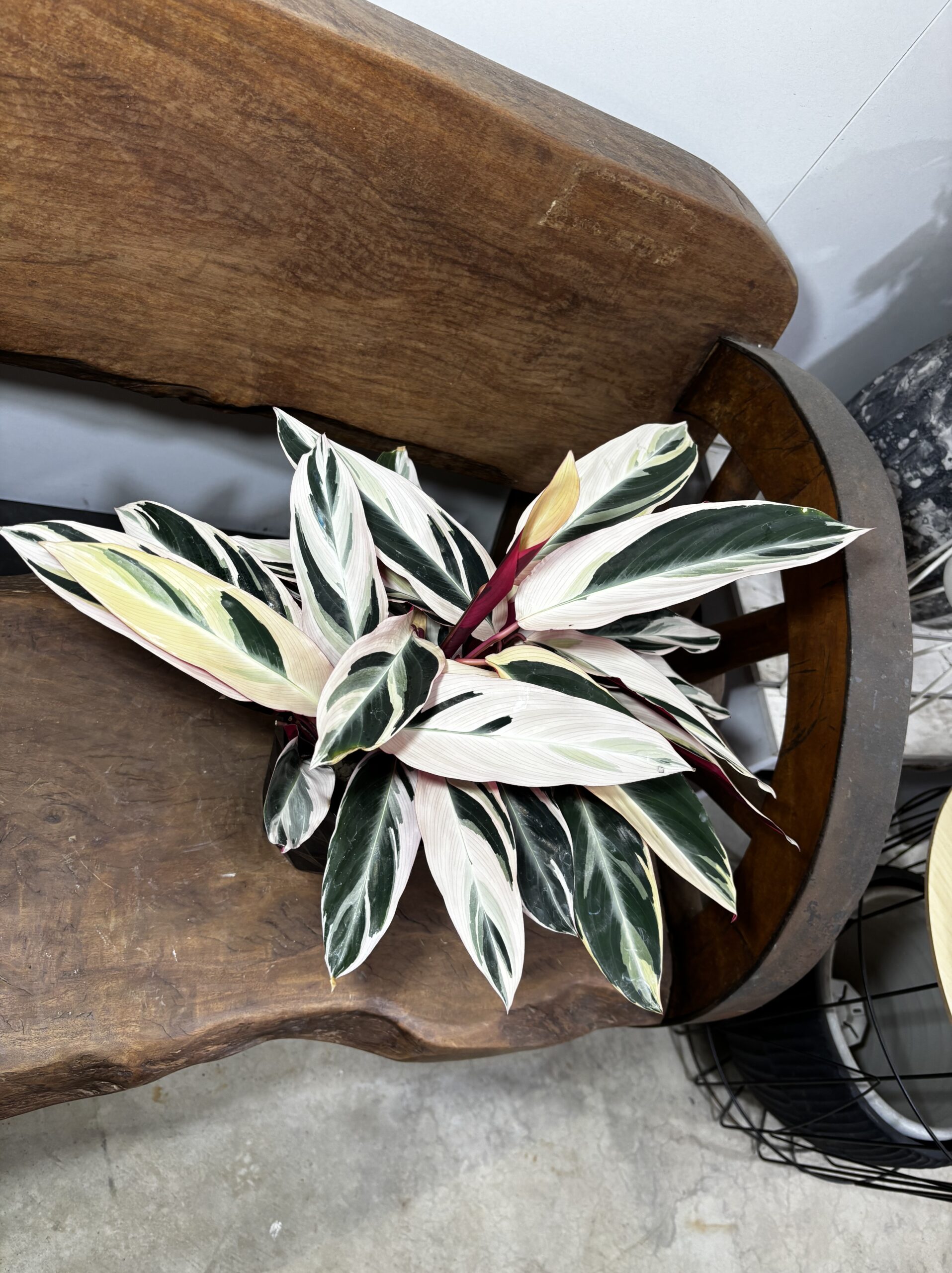 ストロマンテ・トリオスター 5号 - 画像 (3)