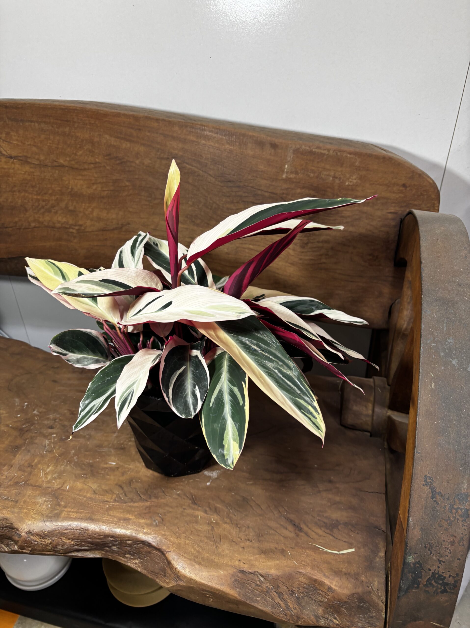 ストロマンテ・トリオスター 5号