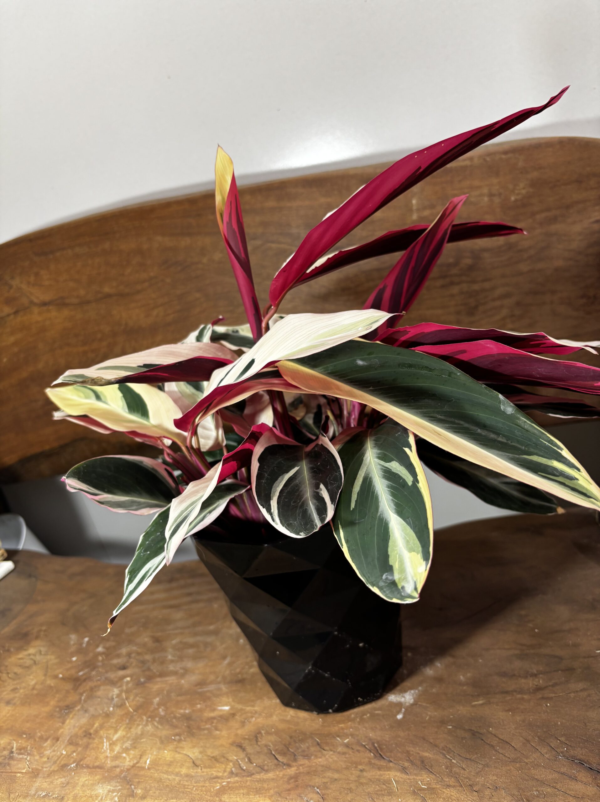 ストロマンテ・トリオスター 5号 - 画像 (2)