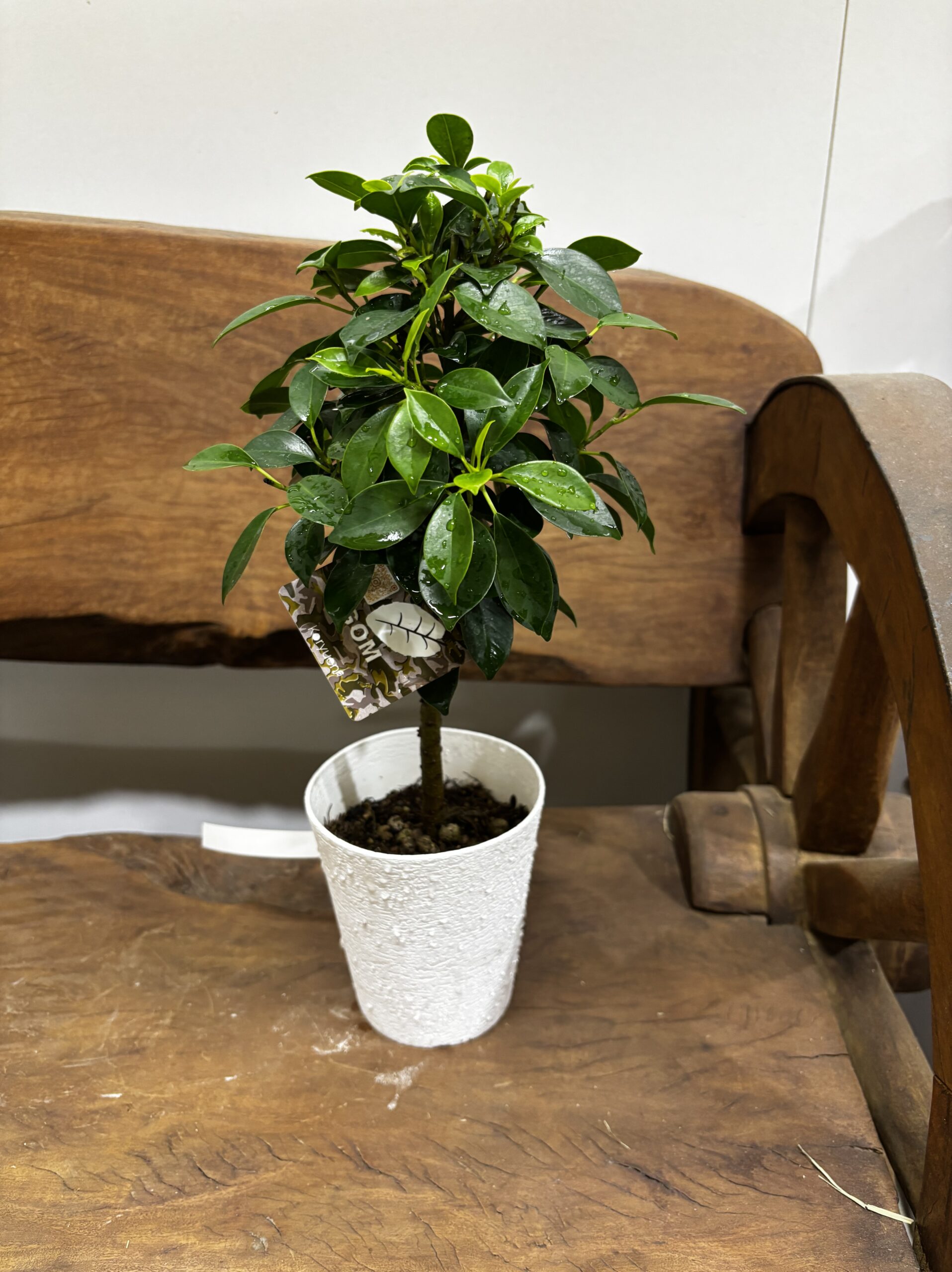 フィカス・ナナ - 画像 (6)