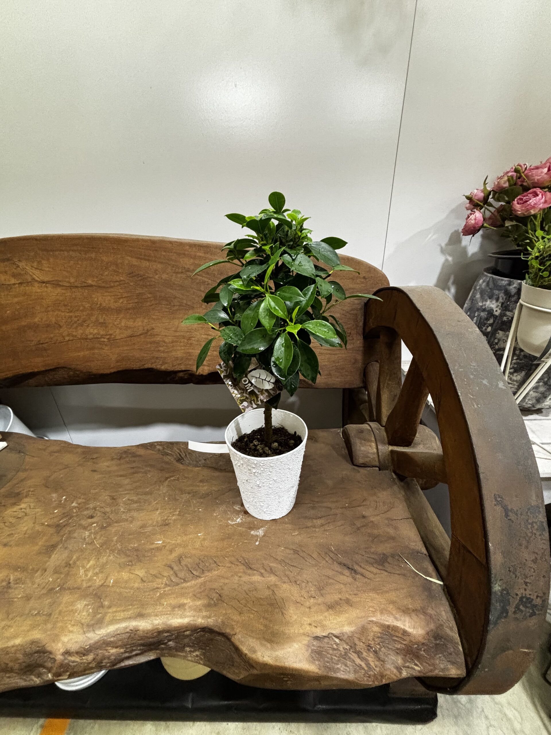 フィカス・ナナ - 画像 (5)