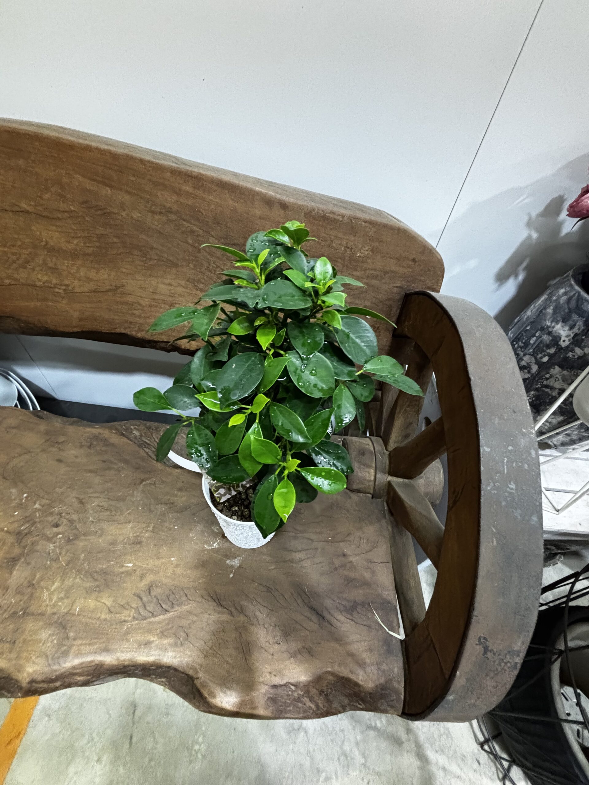 フィカス・ナナ - 画像 (4)