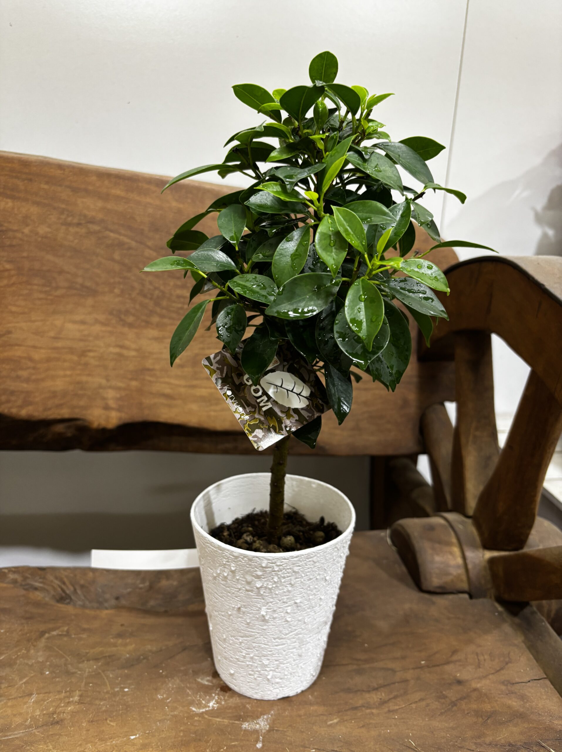 フィカス・ナナ - 画像 (2)