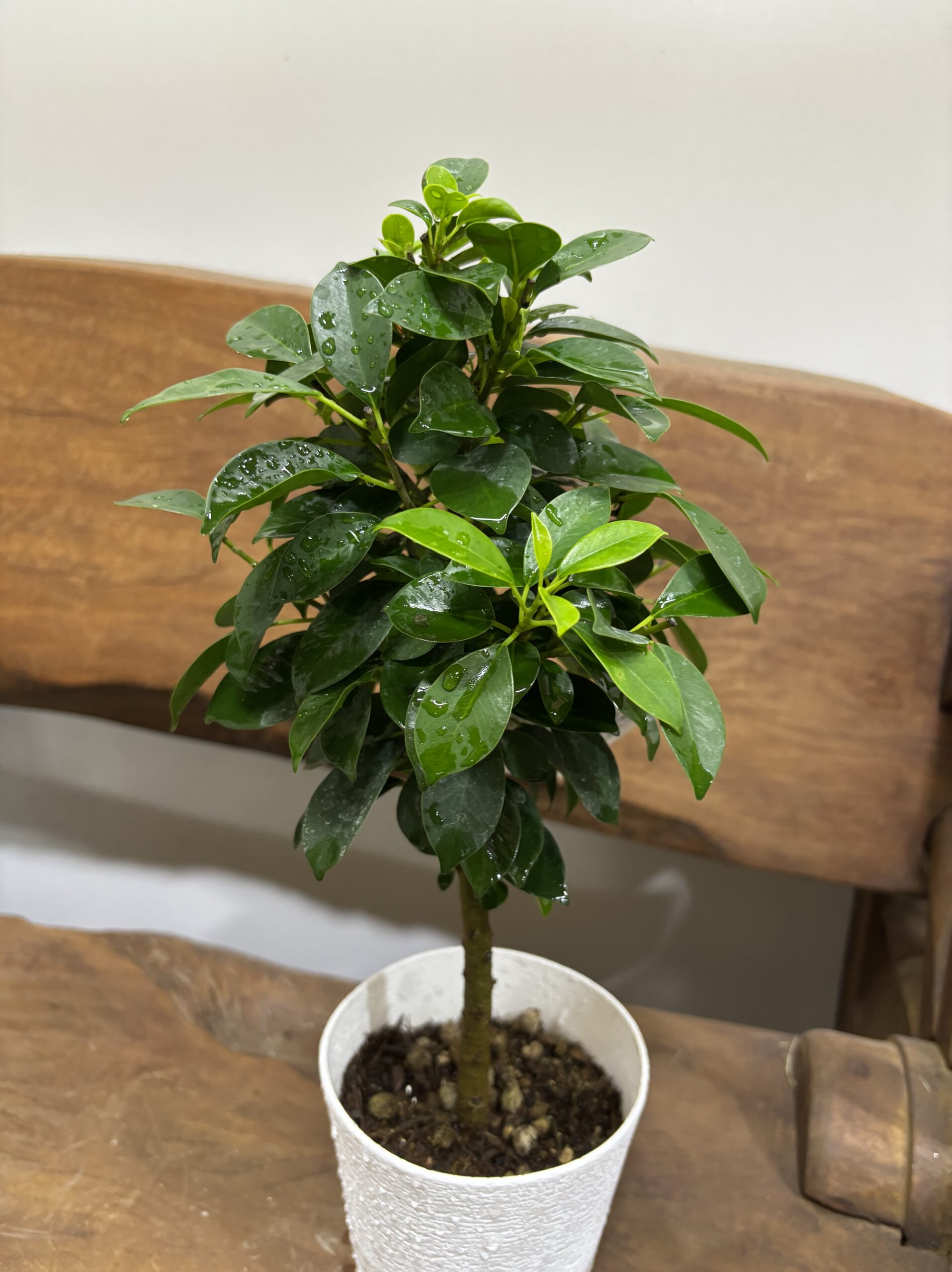 フィカス・ナナ - 画像 (3)