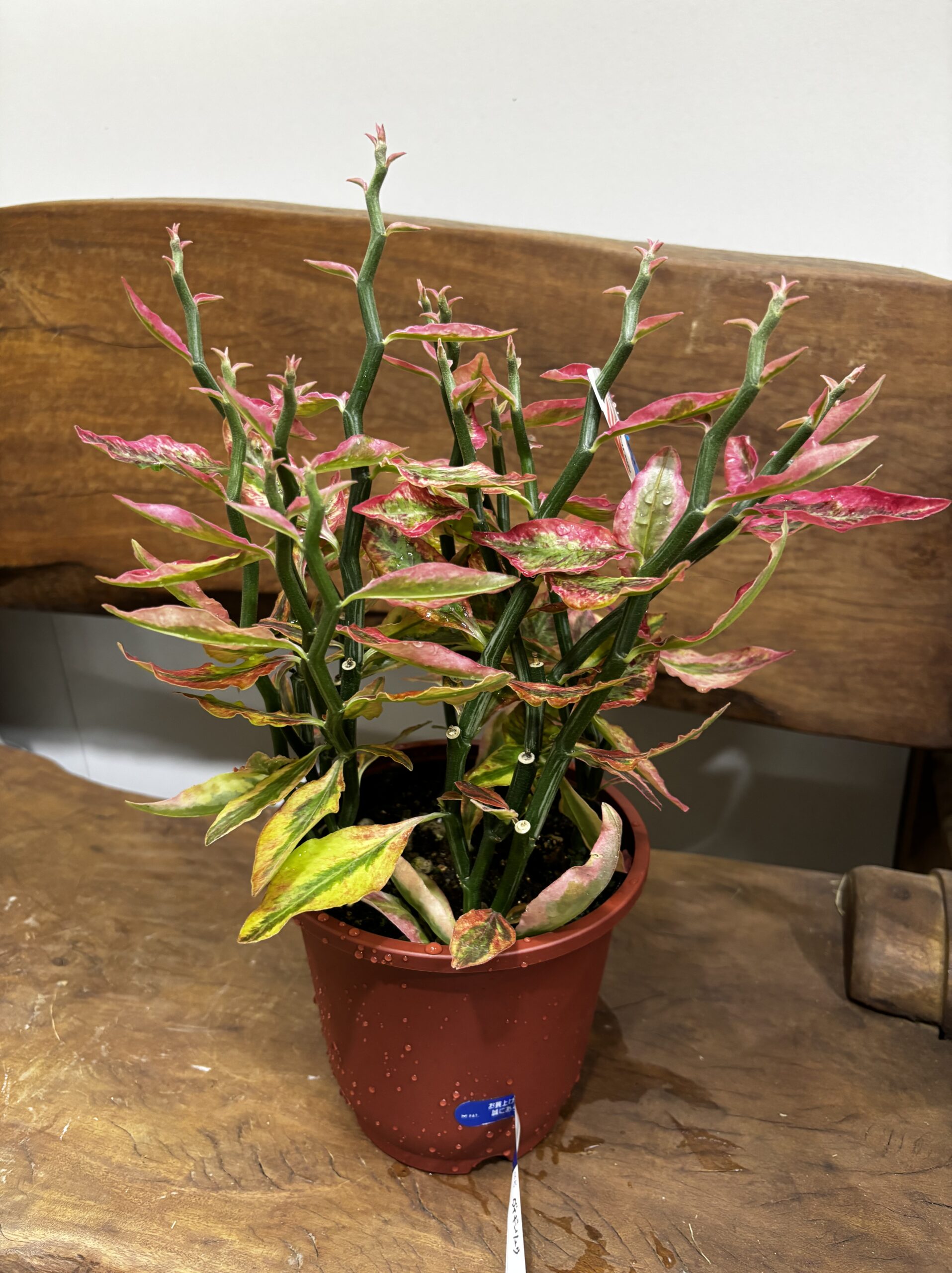 ダイギンリュウ - 画像 (2)