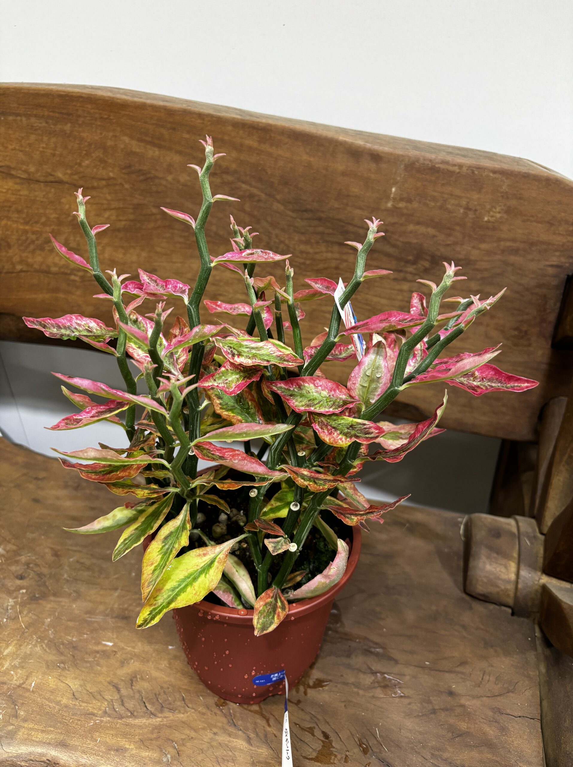 ダイギンリュウ